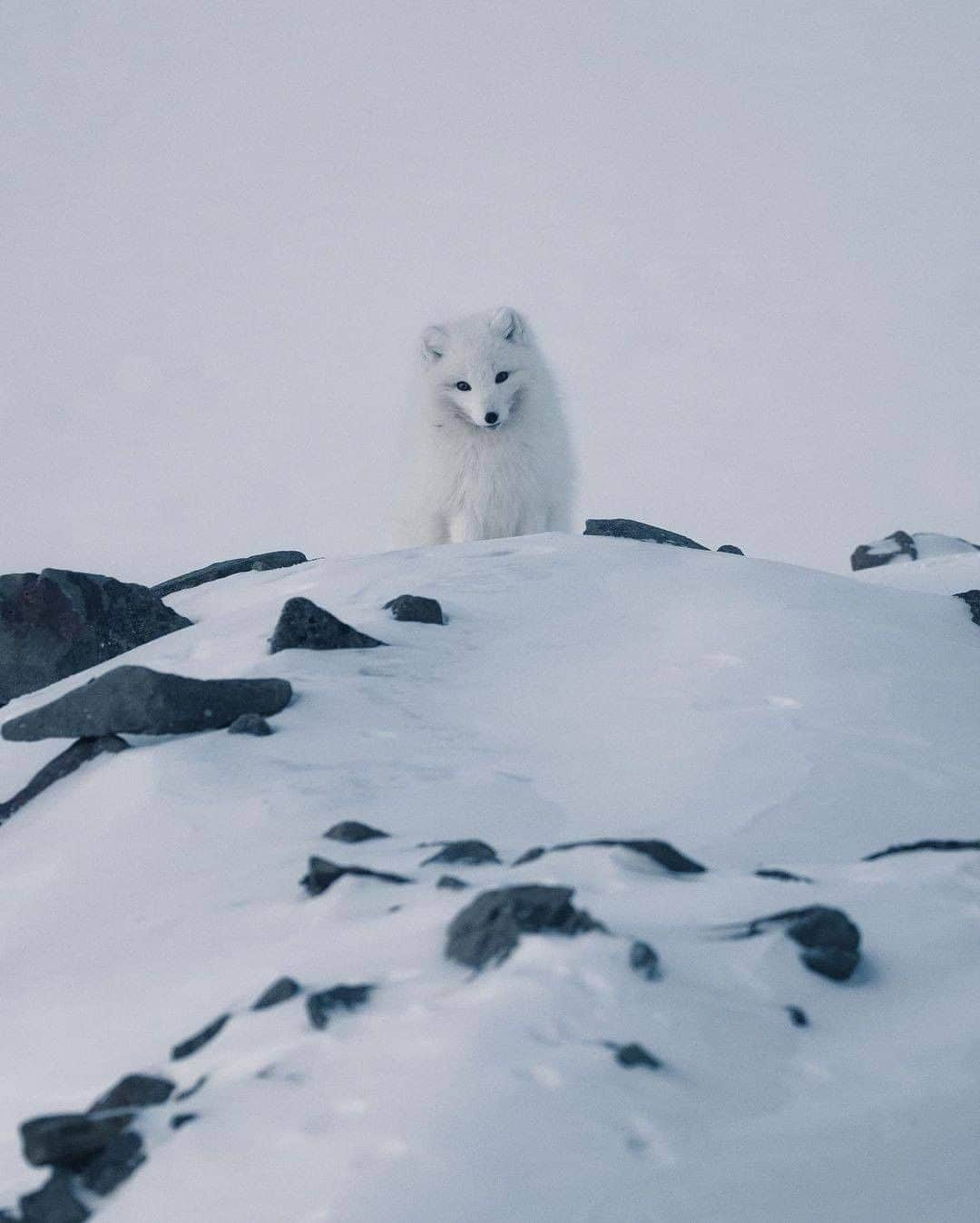 Discover Earthさんのインスタグラム写真 - (Discover EarthInstagram)「The Arctic fox (Vulpes lagopus) is also known as the white fox, polar fox, or snow fox. It is a small fox native to the Arctic regions of the Northern Hemisphere and common throughout the Arctic tundra biome. It is well adapted to living in cold environments, and is best known for its thick, warm fur that is also used as camouflage. It has a large and very fluffy tail. Isn'it beautiful ?  🇸🇯 #discoverSvalbard with @kpunkka  . . . .  #arcticfox  #nature  #svalbard  #polar  #wildlifephotography  #photography  #natgeo  #winter  #unisvalbard  #darkseason  #ice  #spitzbergen  #auroraborealis  #wildlife  #mountains  #naturephotography  #glacier  #northernlights  #polarbear  #adventure  #northpole  #visitnorway  #snow  #travel  #mittsvalbard  #norway  #longyearbyen  #spitsbergen  #visitsvalbard」12月4日 1時00分 - discoverearth