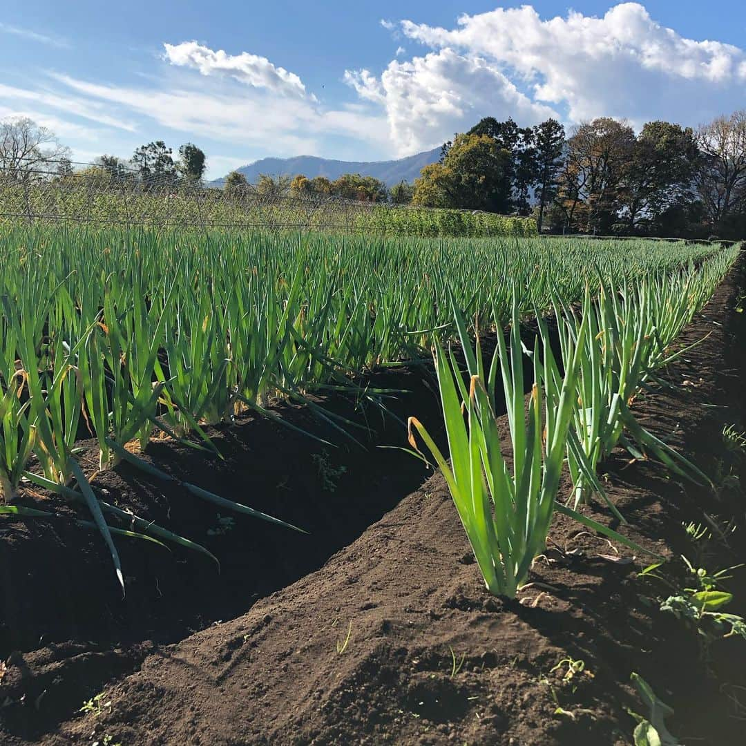 Shogoさんのインスタグラム写真 - (ShogoInstagram)「今回出店してくださる農家さん紹介します👨🏻‍🌾⑤  NO-RA 〜農楽〜  2009年に美しい河川と自然に囲まれた神奈川県愛川町で新規就農しました。 今では、3.5haの土地でオーガニックでお野菜を育てています。 私たちの畑で採れた野菜は、余計なものは一切使用せず元気に育ちました。 野菜を育てるにあたって重点を置いていることは旬や適地適作を守ること。 できるだけ肥料を減らし、元気な野菜を育てています。 食べ物である以上、安心安全などというものは当たり前だと思います。 見て綺麗、食べておいしいを追求し続けます。人を笑顔にする野菜を目指しています。  ーーーーー  HATAKEYAのお師匠さんです。 そして、すごい巡り合わせで、奇跡的に自分が通うアグリイノベーション大学校の先生でもあるので、自分の師でもあります。w  千葉さんは、有機農法の有名な方でたくさんの有機農家さんをNOーRAから輩出しています。  なのでもう、余計な事は書きません！笑 とにかくとにかく野菜が元気です！！ めちゃうまいです！！ 千葉さんが1番楽しそうです！笑  是非手にとって見てみてください！！  ーーーーー   〝Cape HEIGHTS presents 冬の野菜市〟 ◯日時　 12/5(土）6(日） 10〜16時 ◯場所 表参道COMMUNE 東京都港区南青山3-13」12月4日 1時29分 - shogo_velbed