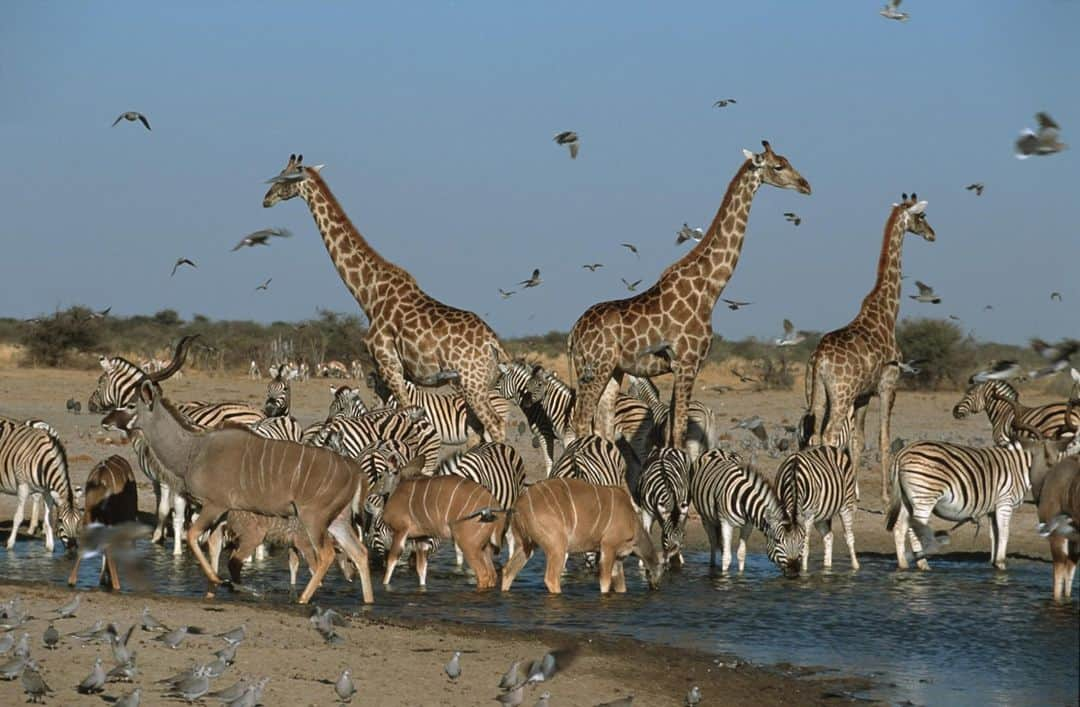 アニマルプラネットさんのインスタグラム写真 - (アニマルプラネットInstagram)「Our idea of Thirsty Thursday. . . . . . #thursday #thirstythursday #animalplanet #wateringhole #waterhole #savannah #wildebeest #zebra #elephant #pictureoftheday #photooftheday」12月4日 1時36分 - animalplanet