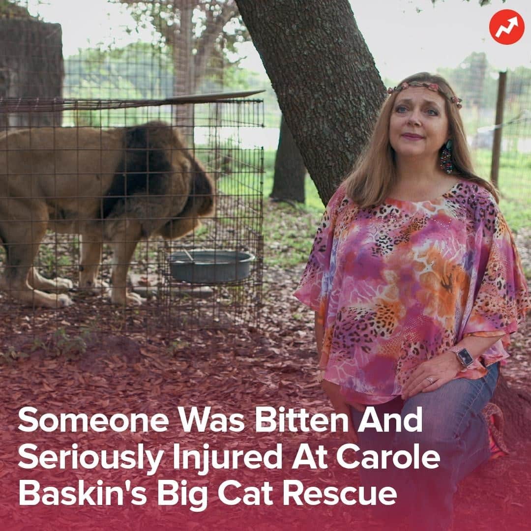BuzzFeedさんのインスタグラム写真 - (BuzzFeedInstagram)「From @buzzfeednews: "The fire department responded to a call around 8:30 a.m. on Thursday from Baskin's big cat sanctuary in Tampa, Florida, that said someone had been bitten by an animal." Read the full story in the link in bio 👆」12月4日 3時00分 - buzzfeed
