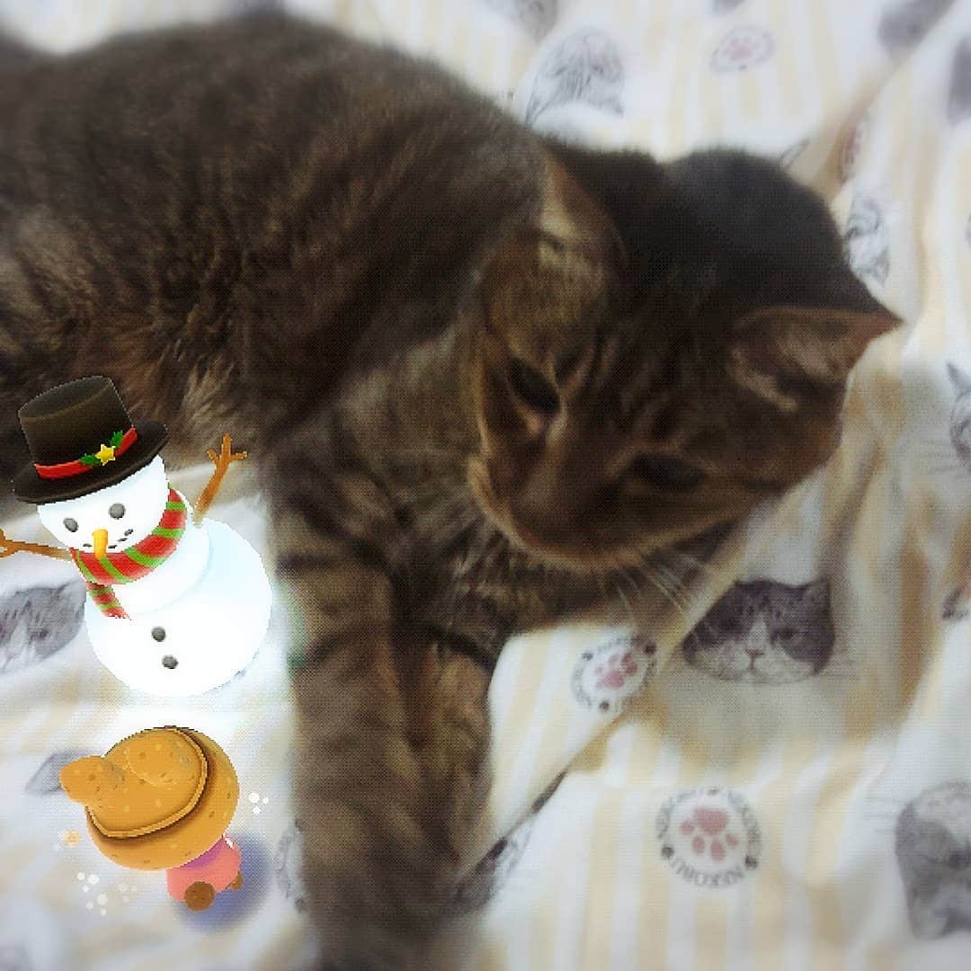 片山愁さんのインスタグラム写真 - (片山愁Instagram)「#ねこ #ねこすたぐらむ #cat」12月3日 17時03分 - shu_kata