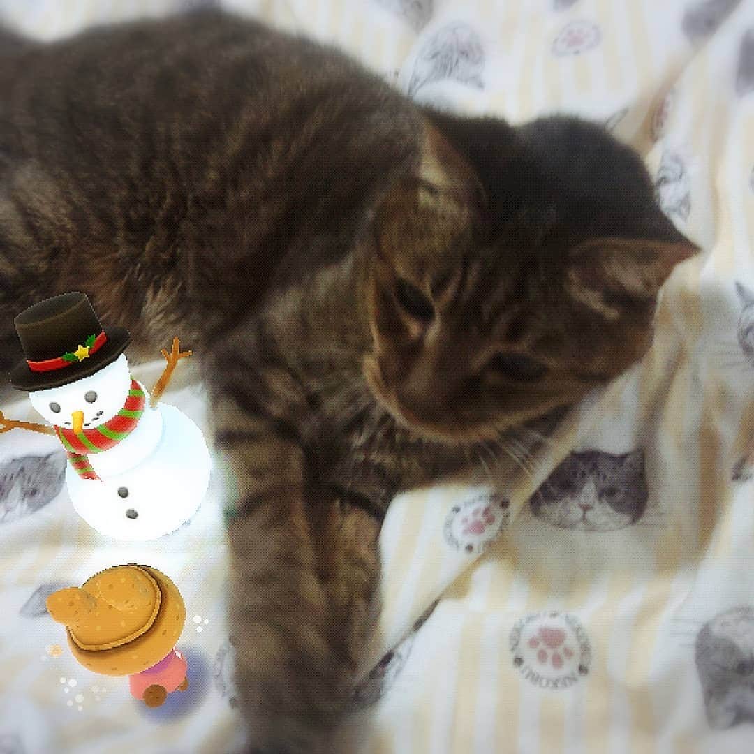 のインスタグラム：「#ねこ #ねこすたぐらむ #cat」