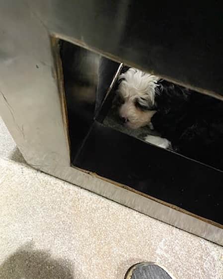 桐島かれんさんのインスタグラム写真 - (桐島かれんInstagram)「机の下で寝てしまいました。 #puppy #子犬　#仔犬」12月3日 17時05分 - houseoflotuskaren