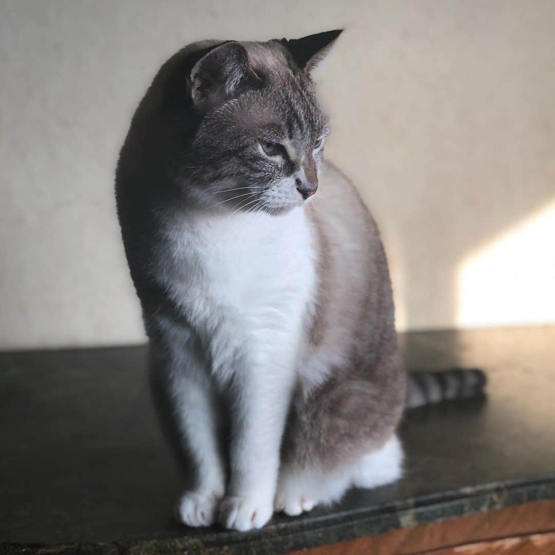 町田康のインスタグラム：「なんてぇ、ご時世だ。」