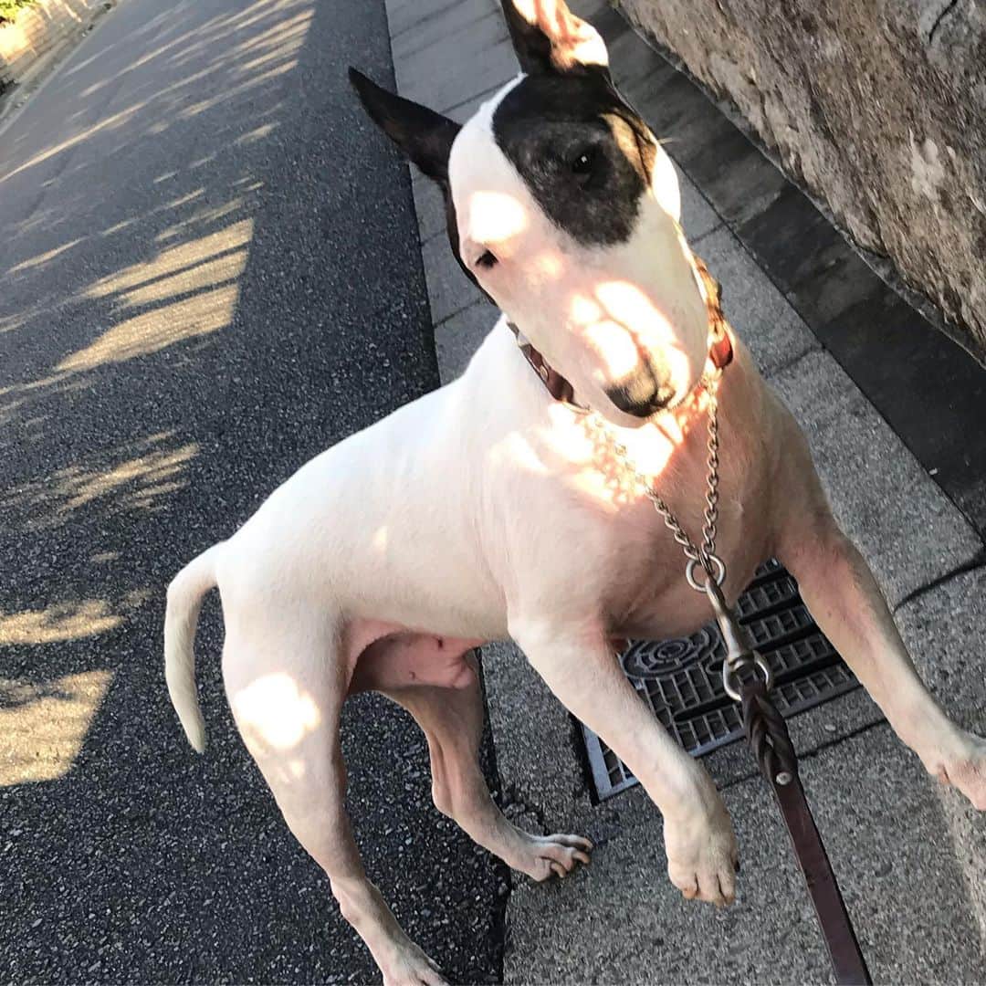 のインスタグラム：「#minituru#bull#terrier#minibullterrier#miniturubullterrier#dog#dogstagram#cute#qtaro#love#family#ミニチュア#ブルテリア#ミニチュアブルテリア#Q太郎」