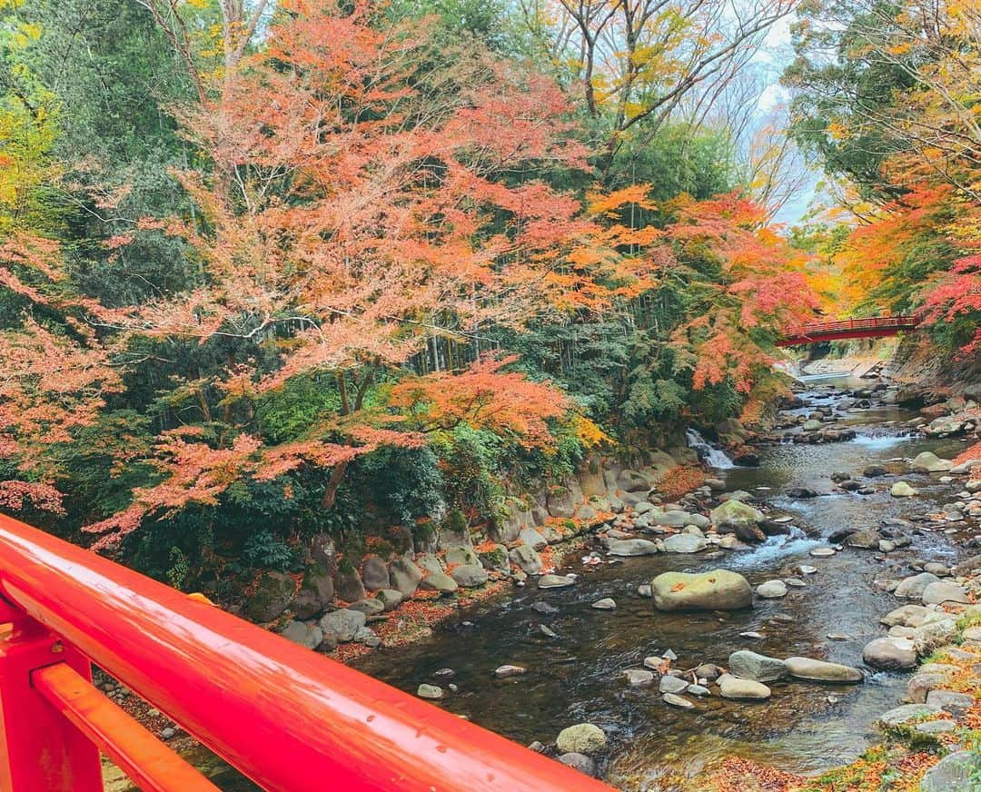 蒼乃茜さんのインスタグラム写真 - (蒼乃茜Instagram)「真っ赤でキレイな紅葉🍁🍃 間に合ってよかった！  #紅葉 #綺麗 #景色 #まったり #休憩 #のんびり #休日 #伊豆 #旅 #真っ赤 #探索 #空気最高 #自然 #のびのびと #フォト #自然満喫 #旅女 #修善寺 #満開 #もみじ #autumnleaves #maple #izu #shuzenji #nature #leisurely #journey #japan #followｍe #photo」12月3日 17時52分 - aono_akane