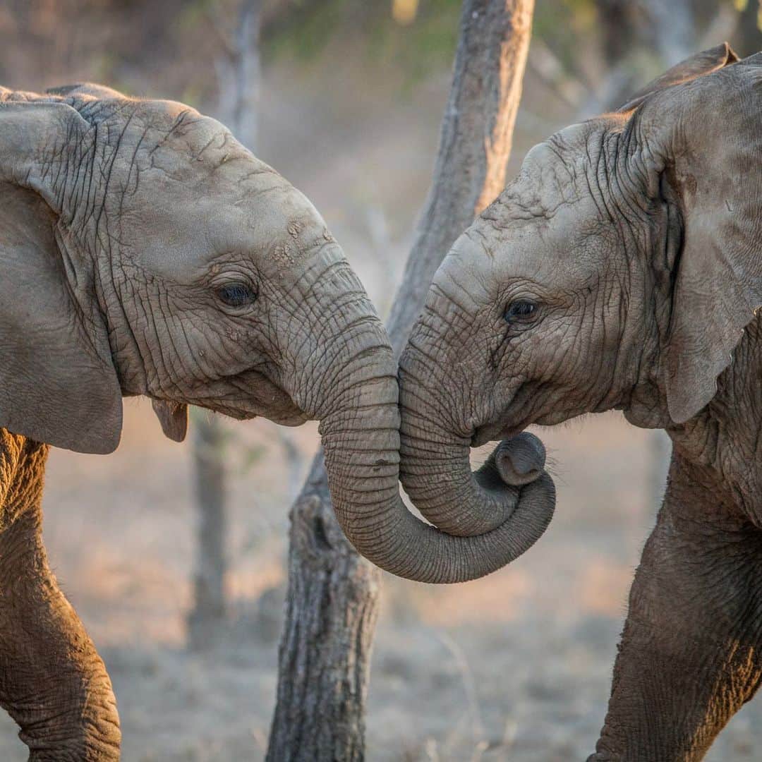 ELLE Germanyさんのインスタグラム写真 - (ELLE GermanyInstagram)「Ob als Trost oder für die Bindung: Elefanten mögen es, sich gegenseitig zu berühren. Sie streicheln einander die Rüssel oder stehen eng beieinander, um ihre Mitstreiter zu trösten. 🐘 Photocredit: Getty Images #ellegoodnews #elephant #elefant」12月3日 17時44分 - ellegermany