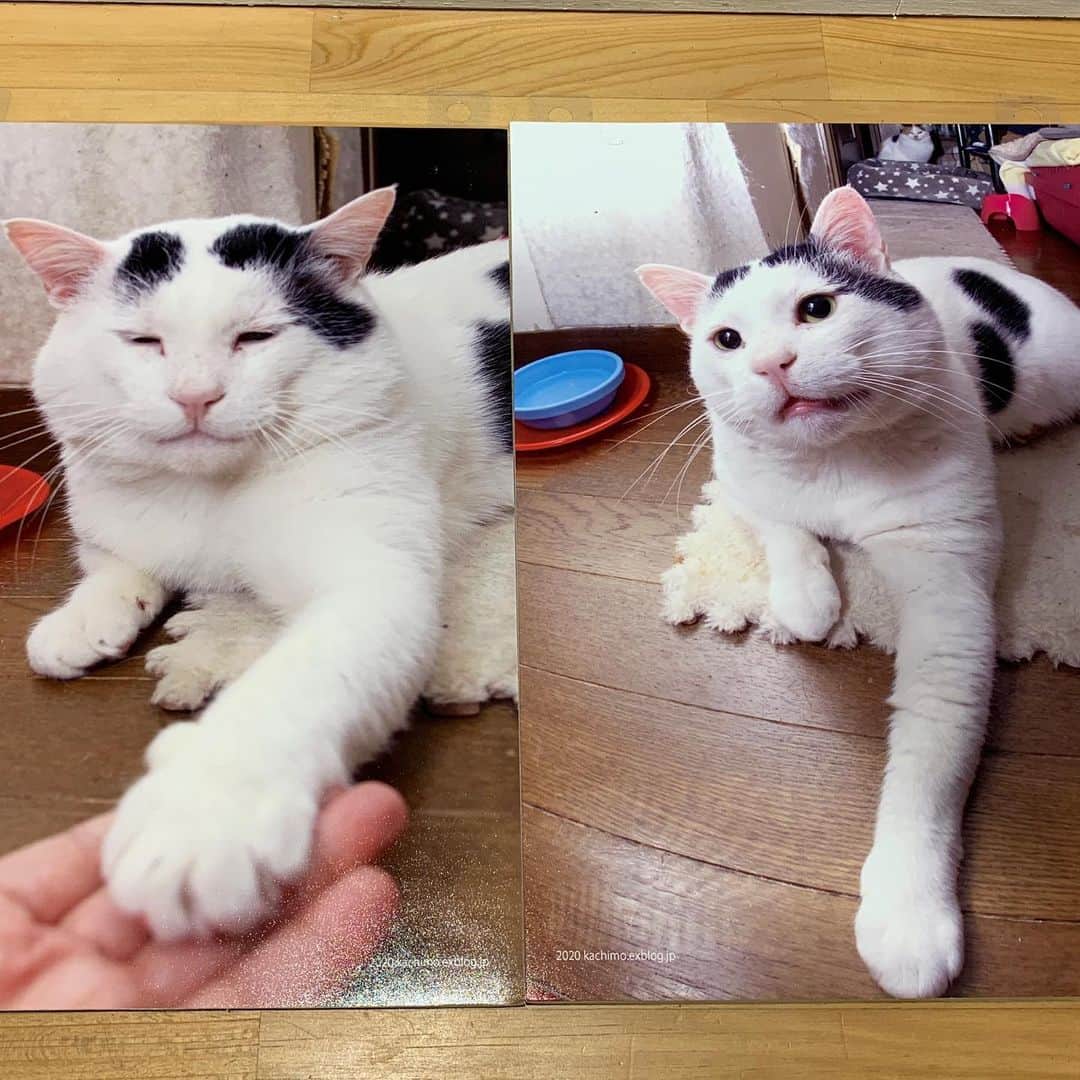 Kachimo Yoshimatsuさんのインスタグラム写真 - (Kachimo YoshimatsuInstagram)「ほぼほぼ同じポーズなのにこんなに違う。 左は2019年11月28日、 右は2020年1月8日。 レンズの違いがあるかな？ ほほ袋どこにしまったんだろう？ #うちの猫ら #nanakuro #ナナクロ #猫 #ねこ #cat #ネコ #catstagram #ネコ部 http://kachimo.exblog.jp」12月3日 17時48分 - kachimo