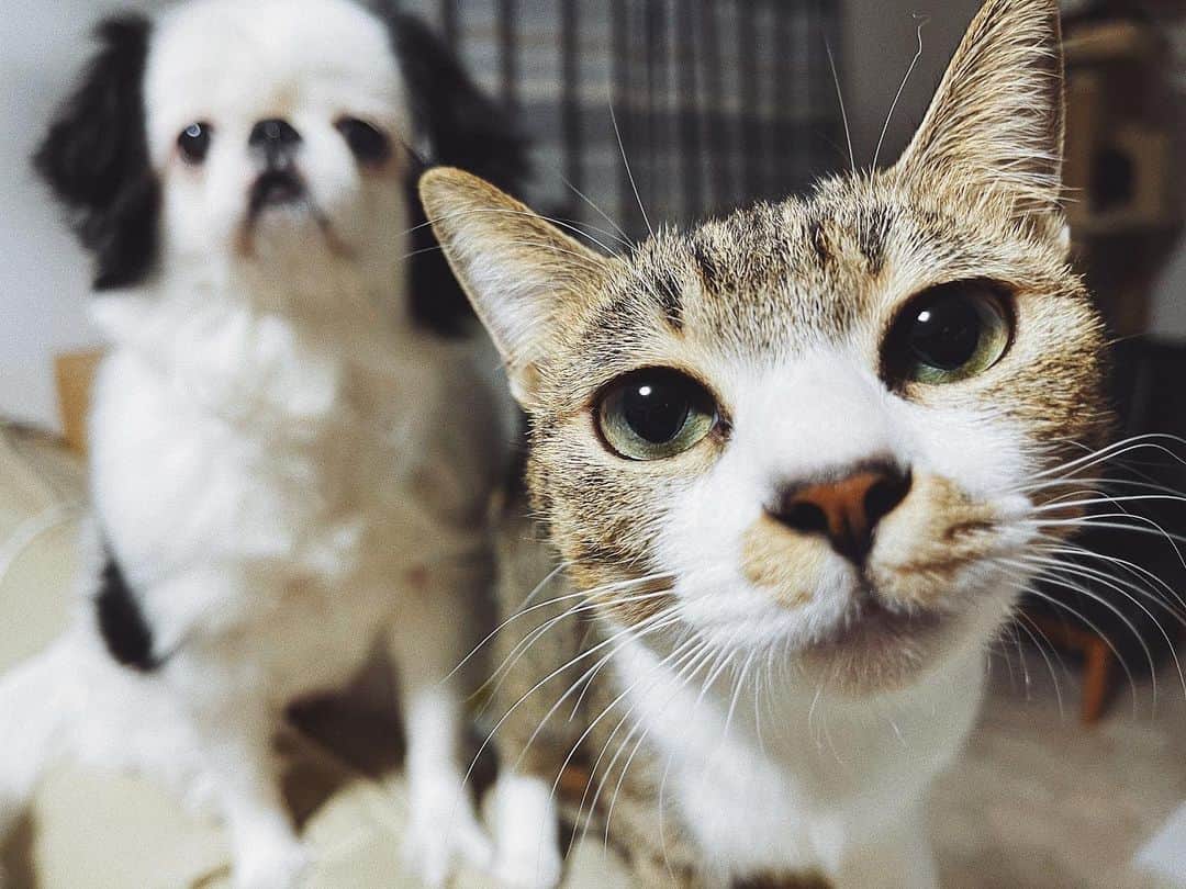 juntowaのインスタグラム：「さつまいもが欲しいじゅんたら。#犬と猫のいる暮らし#🐕🐈」
