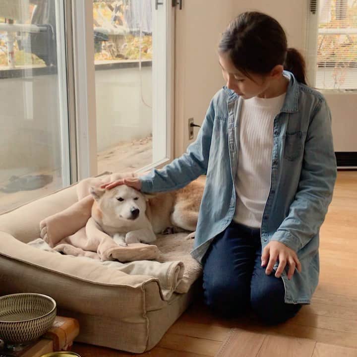 柴犬リリコのインスタグラム：「遊んだ後はまったりタイム♨️🐶👧🏻」