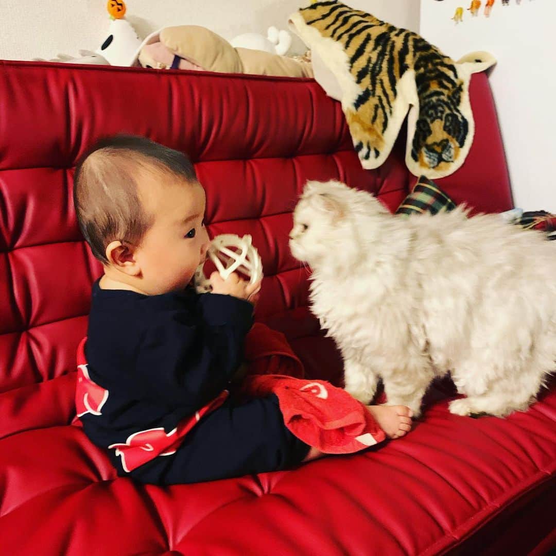 SATOKOさんのインスタグラム写真 - (SATOKOInstagram)「#背後霊 #babyandcat #赤ちゃんと猫 赤ちゃん撮ったら大体うしろにいるよね」12月3日 18時20分 - fc_satoko