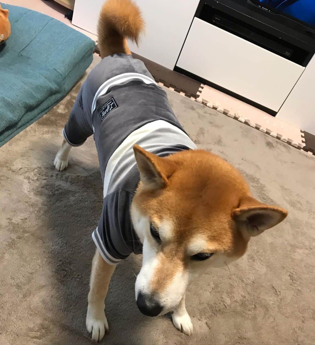 高橋みゆきのインスタグラム：「超音波検査でお腹の毛剃りました💦最近寒くなってきてお腹冷えないようにと… 検査結果と特に異常なしで😊本当良かった❣️ #クラ吉 #急性胃腸炎 #すっかり元気になりました #お腹の毛剃られると #なんか痛々しい」