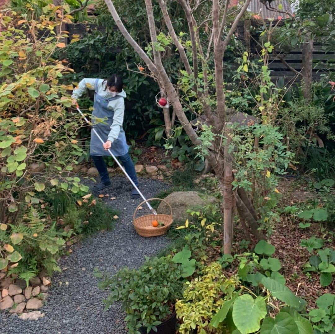 央雅光希さんのインスタグラム写真 - (央雅光希Instagram)「終わりかけで、上のほうにあるみかんを高枝切りバサミでみかん狩り！！ でもなんか思ってたのと違う〜オシャレ感ゼロ🤣🤣 #まるで溝掃除　#みかん狩り　#エプロンのせいかな」12月3日 18時40分 - tatatata_ayk