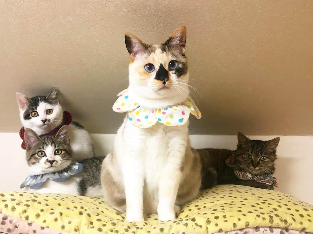 maimocotoさんのインスタグラム写真 - (maimocotoInstagram)「『4人合わせて、チコレンジャイ！』 ＊ ＊ ちーちゃんは子猫たちの中心にたって、まとめるのがとっても上手👏子猫にシャーーッされても、絶対にシャーーッし返さないし、『ふーん。』って感じで気にせずなめにいくの😽 すごい才能だと思う。 （コトは毎回最初はシャーーッだけど、少し経つとおっぱい吸わせちゃう。） 保護猫って可愛くて面白くて奥が深い❤︎最高の存在✨ ＊ ＊ 『ちー、本当はゴレンジャイになりたいの！』 ＊ ＊ #メンバー募集中 #週末2人脱退予定なんだけど #ザビエラー #モコ似のそらちゃん　は #里親さん募集中」12月3日 18時53分 - maihimemoco