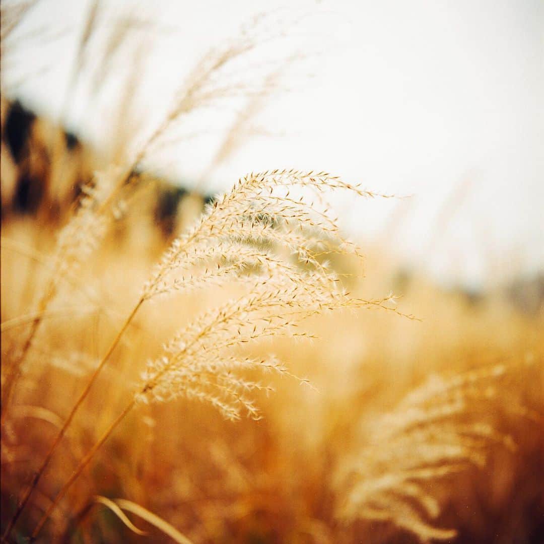 美紀のインスタグラム：「Winter colors  The Natural beauty of Japan. How beatiful! 　  Location #仙石原  #rolleilife #Rolleiflex #仙石原すすき草原」