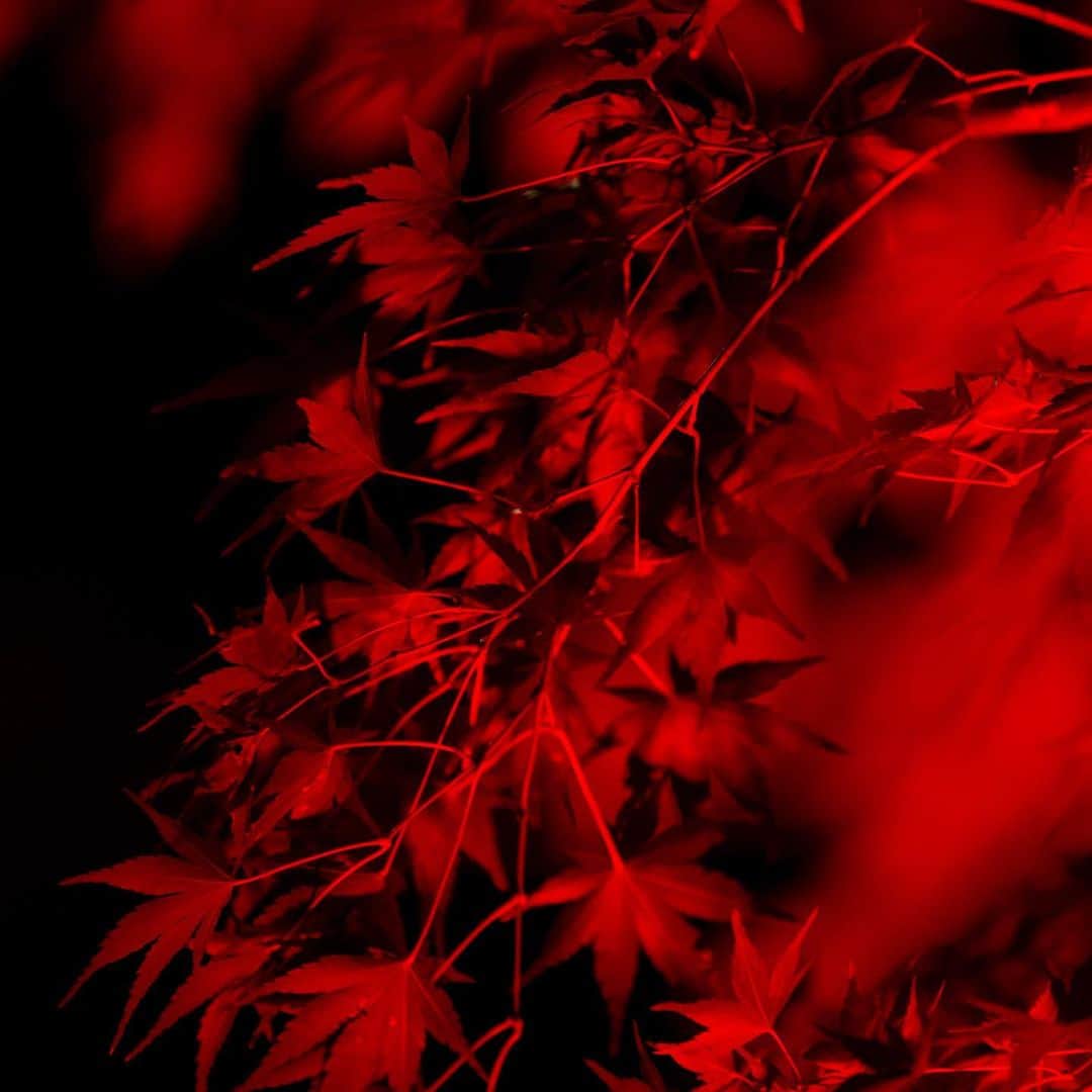 八芳園さんのインスタグラム写真 - (八芳園Instagram)「12月15日(火)まで開催の TOKYO RED GARDEN 2020🍁 . 明日12月4日(金)は、 ライトアップされた庭園で お酒やカナッペをお愉しみいただける GARDEN BARの開催日。 . BARの開催に合わせて 和傘のライトアップも設置いたします。 . GARDEN BARの開催も 残すところあと４回となりました。 . 今年最後の紅葉を、 港区白金台 八芳園にてお愉しみください。 . .  . .  #八芳園 #結婚式場 . #日本庭園 #自然 #紅葉 #紅葉スポット #紅葉ライトアップ #秋　#風景写真 #港区 #紅葉狩り  . #東京観光  #東京カメラ部  #自然が好き #写真好き  #写真好きな人と繋がりたい  #カメラ好きな人と繋がりたい  #風景写真を撮るのが好きな人と繋がりたい  #その瞬間に物語を  . #和装結婚式 #プレ花嫁 #式場探し #プレ花嫁さんと繋がりたい . #japanesegarden  #tokyotrip  #forbestravelguide #photostagram  #tokyotokyo  #東京をもっと楽しもう」12月3日 19時15分 - happoen