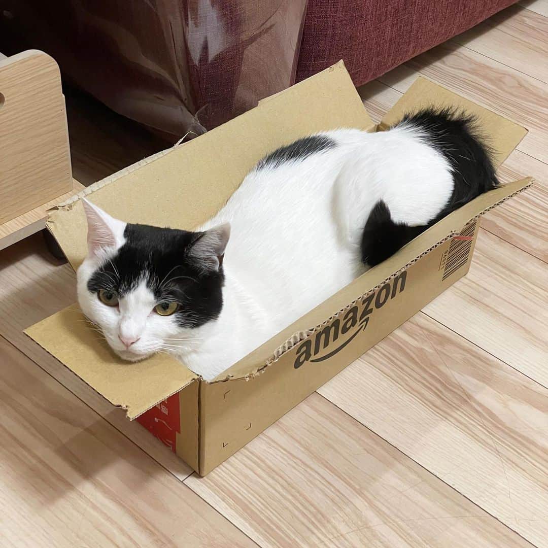 KAZUYAのインスタグラム：「今日のにゃんこ79。 ジャストフィット。 #猫 #猫のいる暮らし #cat」