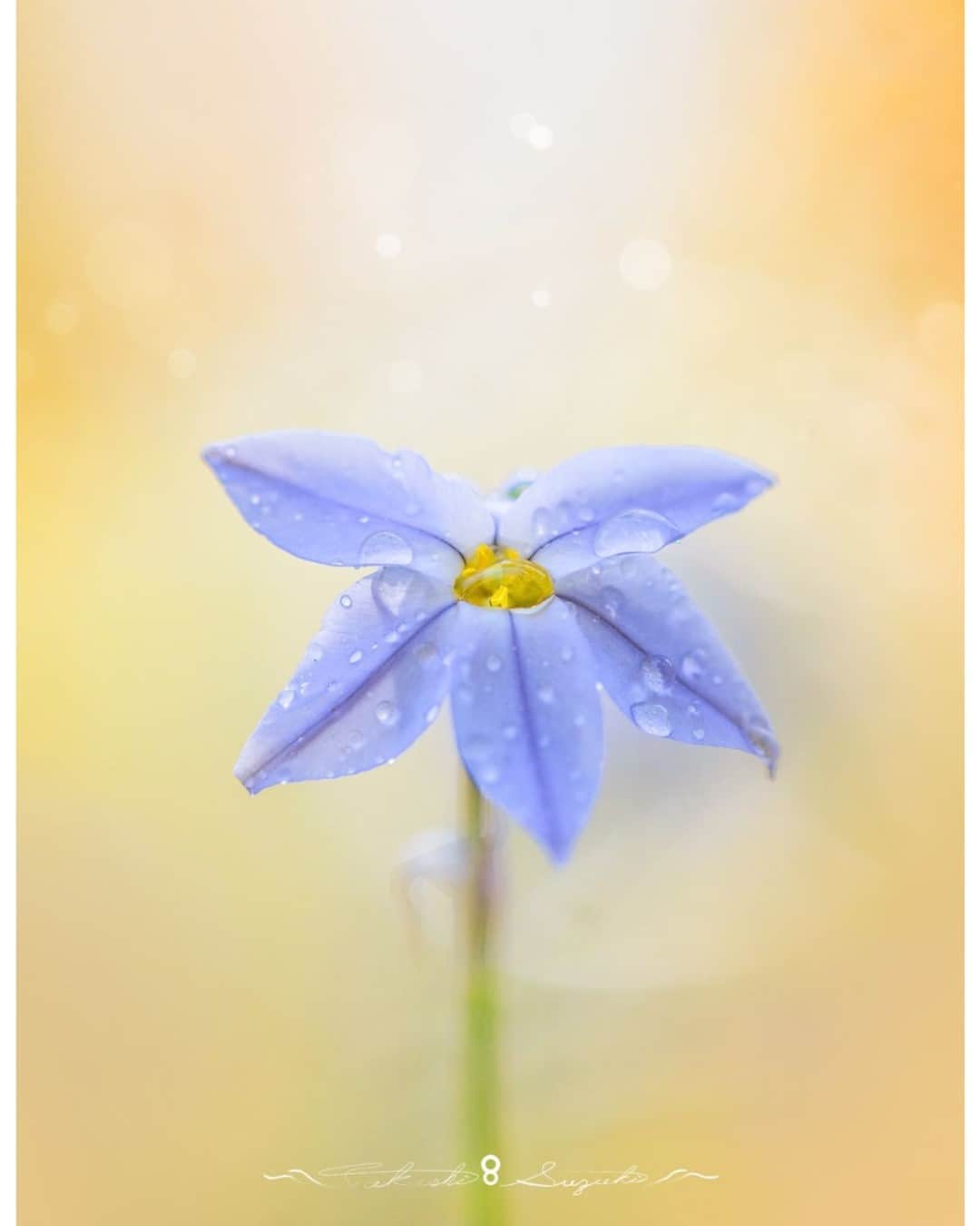 花の写真館のインスタグラム：「Photo by Takashi Suzuki.⠀ .⠀ Original Post[投稿いただいたURL]⠀ https://www.facebook.com/photo.php?fbid=1560465040786685⠀ .⠀ 本アカウントは、 #私の花の写真 をつけてInstagramに投稿された皆さまの花の写真や、「花の写真館」Facebookページで投稿された花の写真を紹介します。⠀ 「花の写真館」Facebookページは、「 @floral.photograph 」のプロフィールにあるURLからご覧ください。⠀ .⠀ ※各自、政府、自治体など公的機関の指示に従った行動をお願いします。⠀⠀ 東京カメラ部および分室では、写真を「見る楽しみ」を提供することを通して、微力ながら皆様にわずかな時間でも癒しをお届けしたいと思っております。⠀ ※本アカウントは東京カメラ部がFacebook、Instagramのサービスを利用して運営しているもので、Facebook社・Instagramとは一切関係ありません。⠀ .⠀ #花の写真館 #floralphotograph #floralphoto #flower #flowers⠀ Follow: @floral.photograph」
