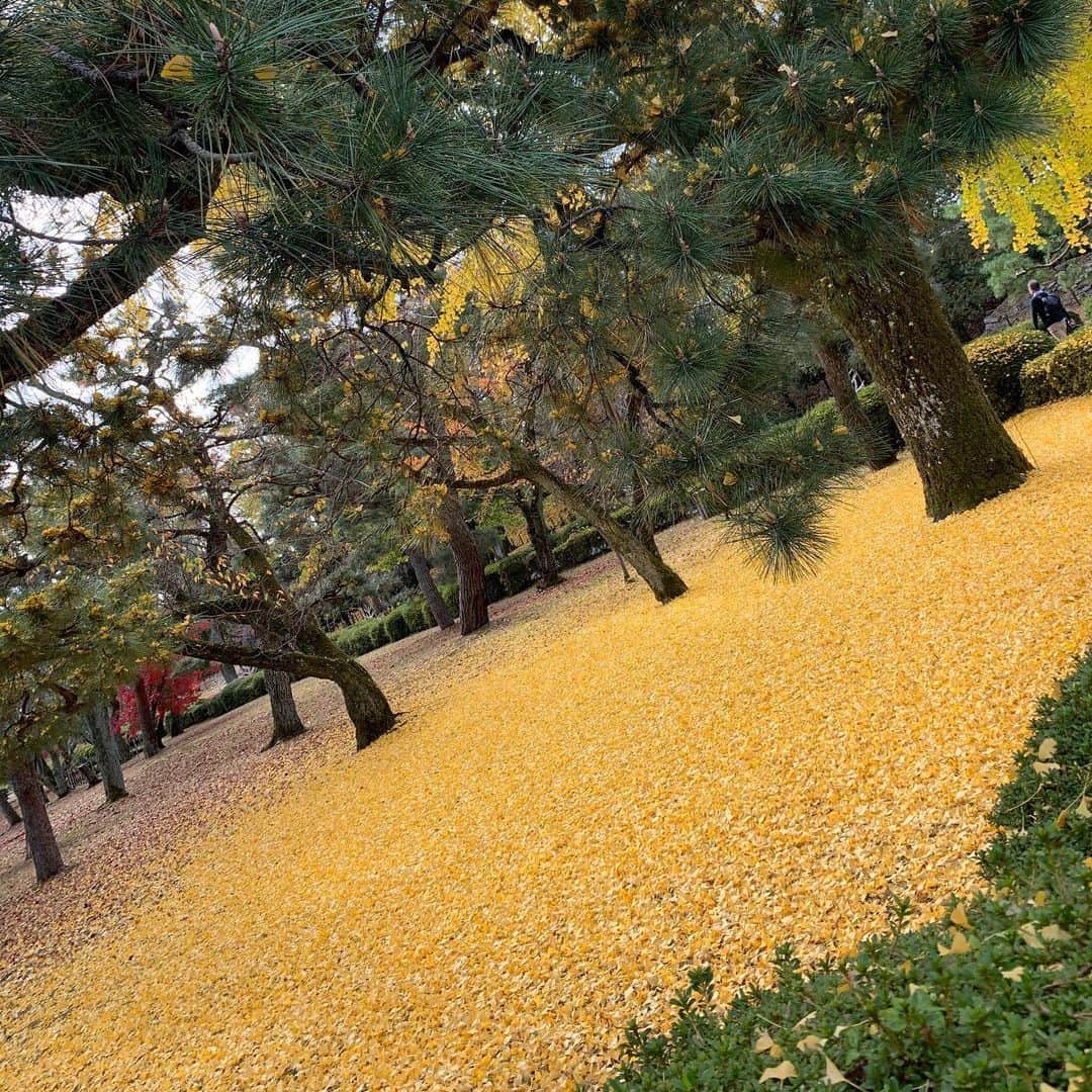 アシュリー千帆さんのインスタグラム写真 - (アシュリー千帆Instagram)「.  yellooooow!!!❤︎  二条城内にて 綺麗だね☺️  とっってもおおきなイチョウの木があってその下が真っ黄色😲😲😲💛  大人も子どももはしゃいでました🕺」12月3日 19時32分 - ashli_ch