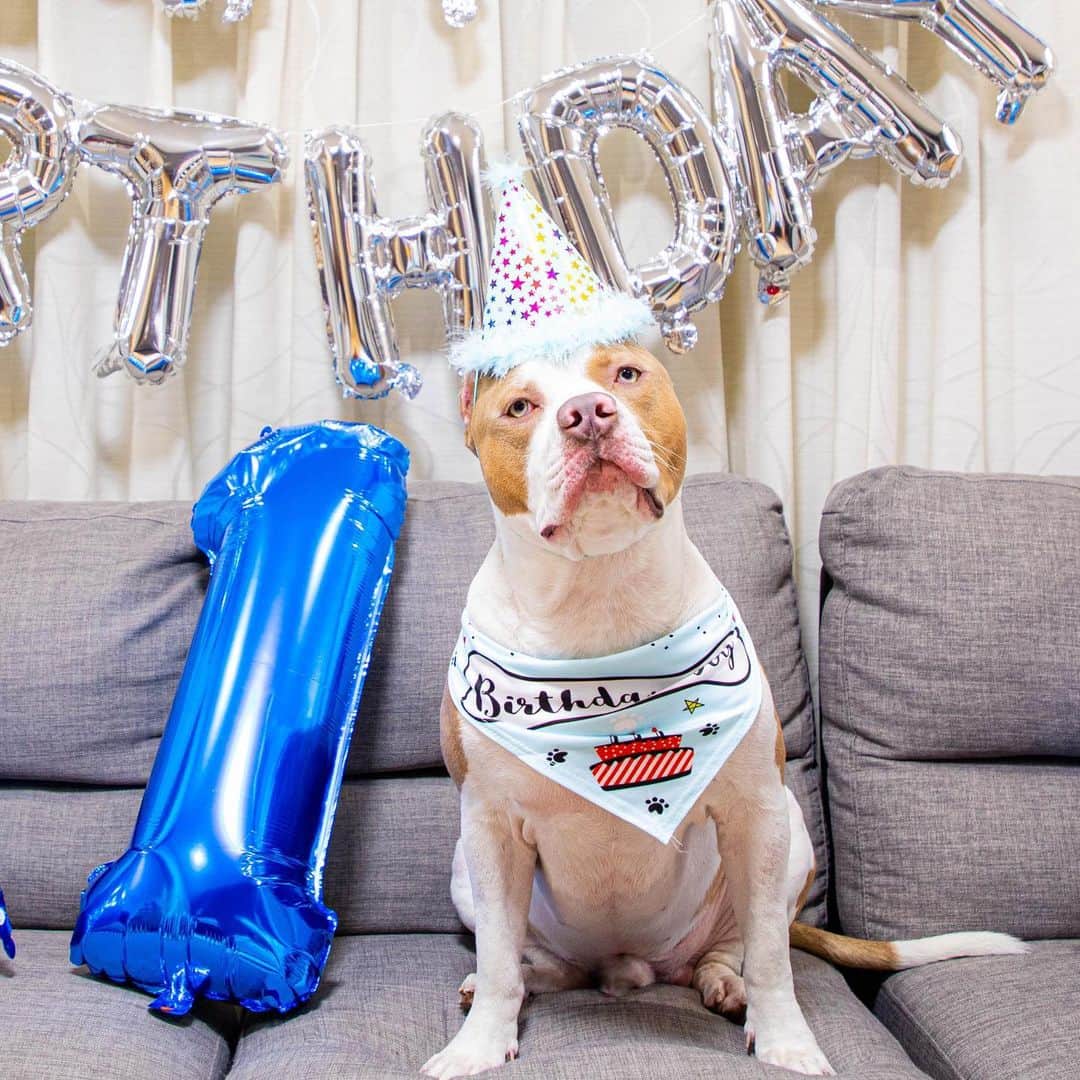 Rockyちゃん Www Vetrepro Fr