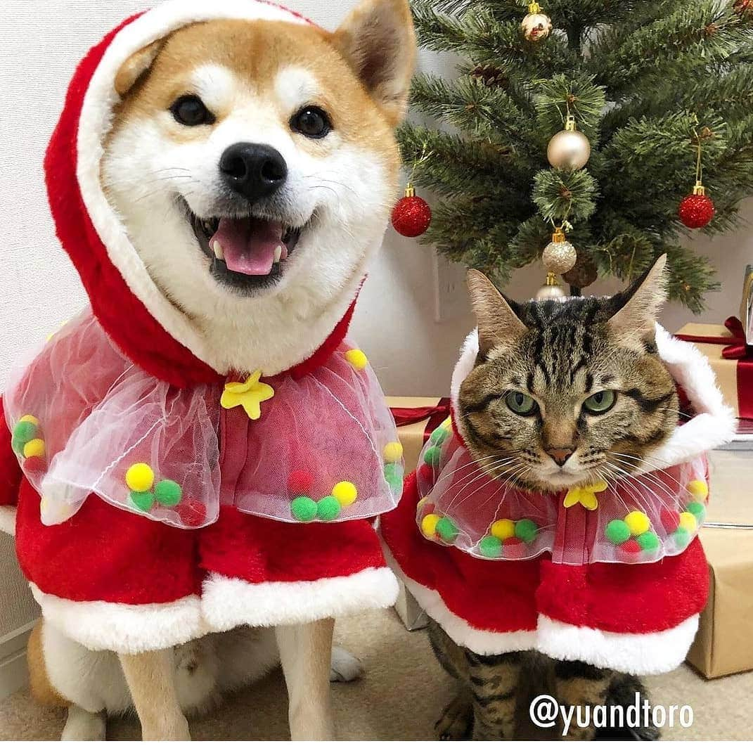 【公式】楽天ペット割のインスタグラム：「@yuandtoro ご投稿ありがとうございます✨😃 クリスマス姿に大変身🎄🎅🎁✨ みなさんもクリスマス衣装で撮影会しましょう♥️  #rakutenpet のご投稿お待ちします」