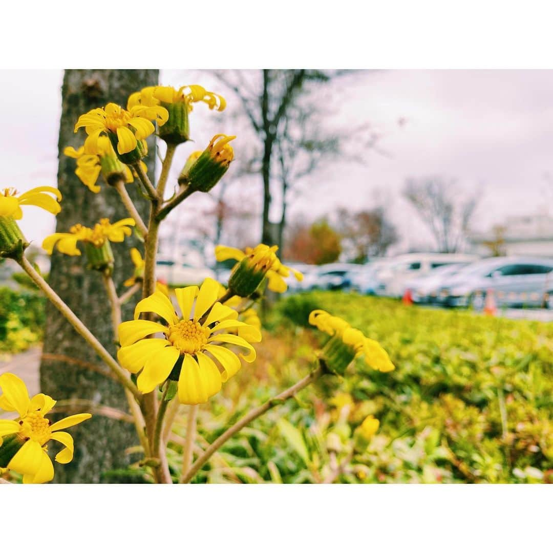 木村拓也さんのインスタグラム写真 - (木村拓也Instagram)「. きれいな緑がありました〜🌿 ただただ、ゆったりと  #最後の写真は #丸が、、いっぱい😱 #結構なインパクト」12月3日 20時00分 - takuya.kimura0801