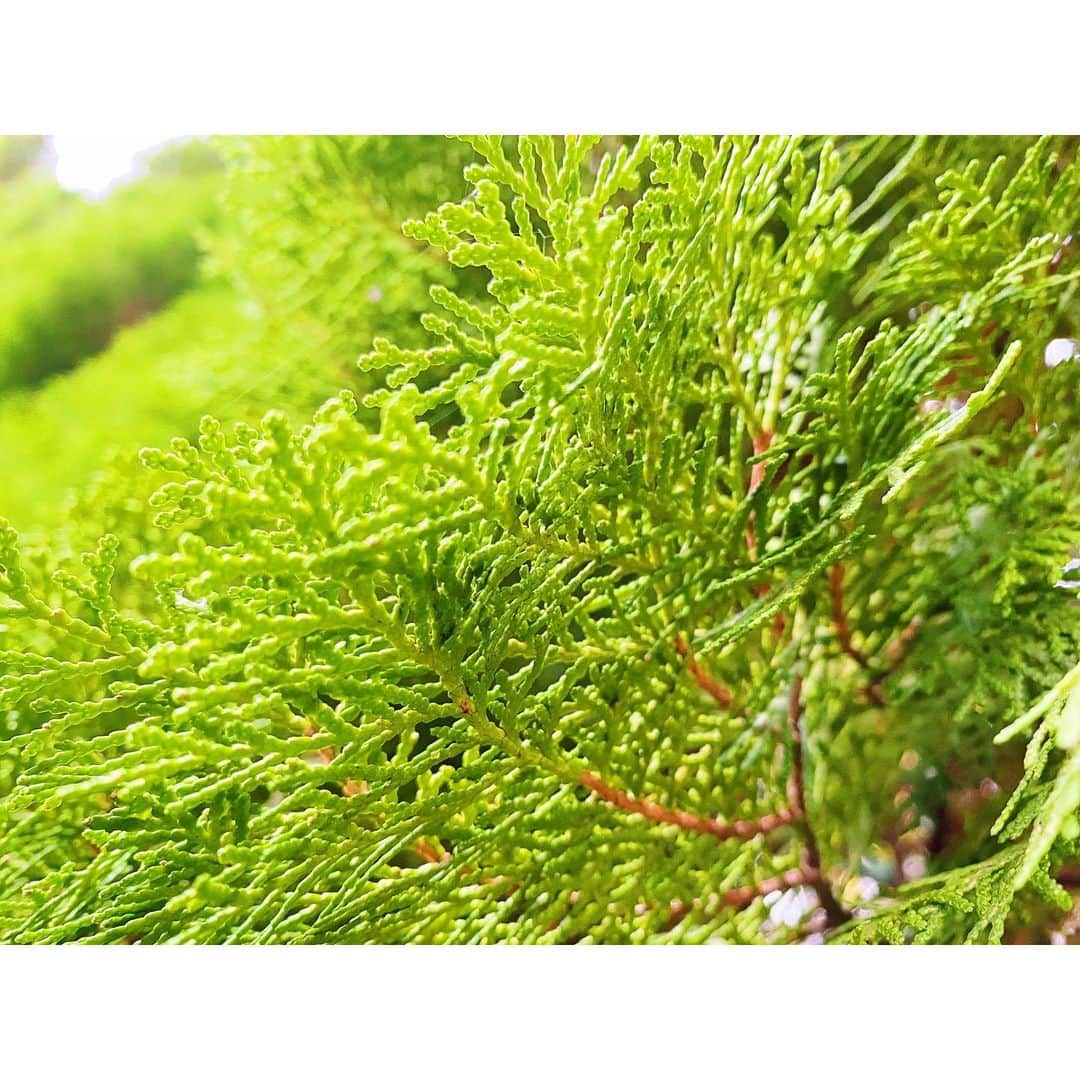 木村拓也のインスタグラム：「. きれいな緑がありました〜🌿 ただただ、ゆったりと  #最後の写真は #丸が、、いっぱい😱 #結構なインパクト」