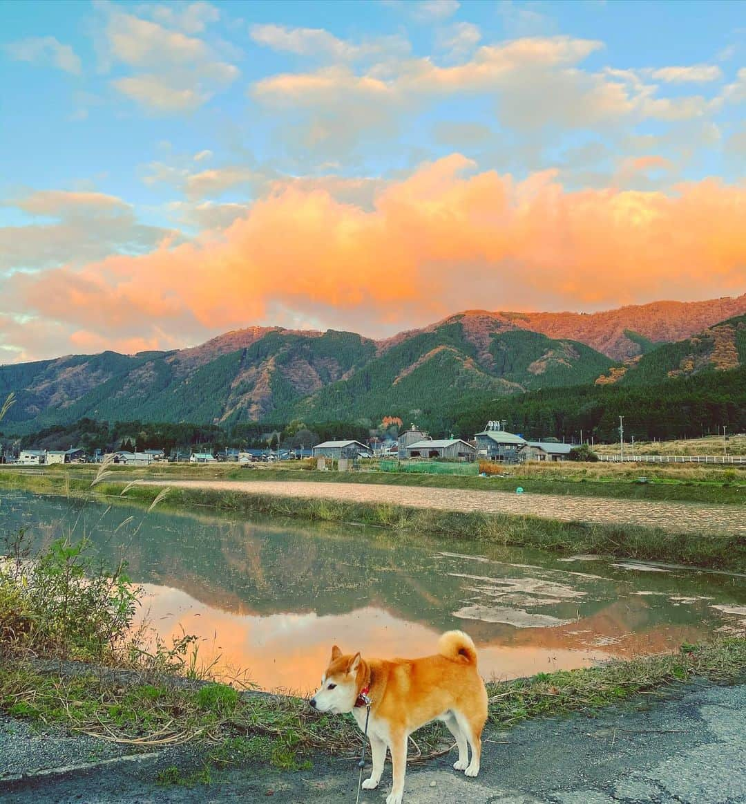 Hanamichi ＆ ℕㆁℜ〡ｋㆁ♡さんのインスタグラム写真 - (Hanamichi ＆ ℕㆁℜ〡ｋㆁ♡Instagram)「#オレンジ #夕陽が笑う君も笑う  #ゆうやけこやけ部  #柴犬 #しばいぬ #子犬 #わんこ #dog #shiba #puppy #love #dogoftheday #shibastagram」12月3日 20時00分 - nyoriri