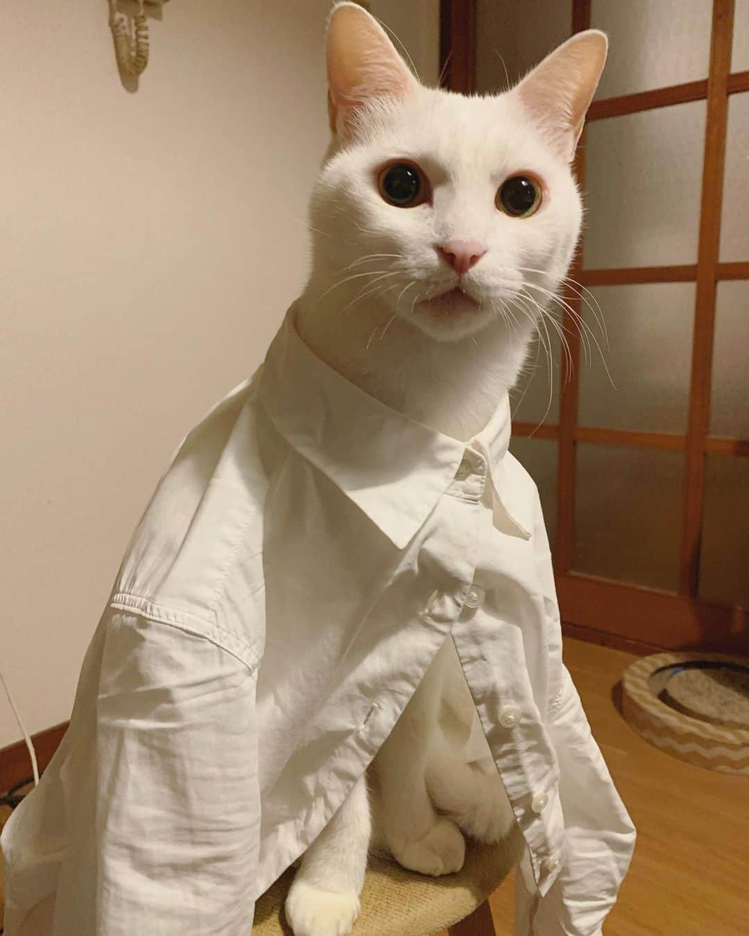 八、おこめさんのインスタグラム写真 - (八、おこめInstagram)「白いシャツ。 すっごいなで肩、もしくは首長族の人。 帰って着替えてたらジッと見てくるから…着たいんかな〜って思ってバイトのシャツ着せてみた٩( ᐛ )و #八おこめ #ねこ部 #cat #ねこ #猫 #ネコ」12月3日 20時09分 - naomiuno