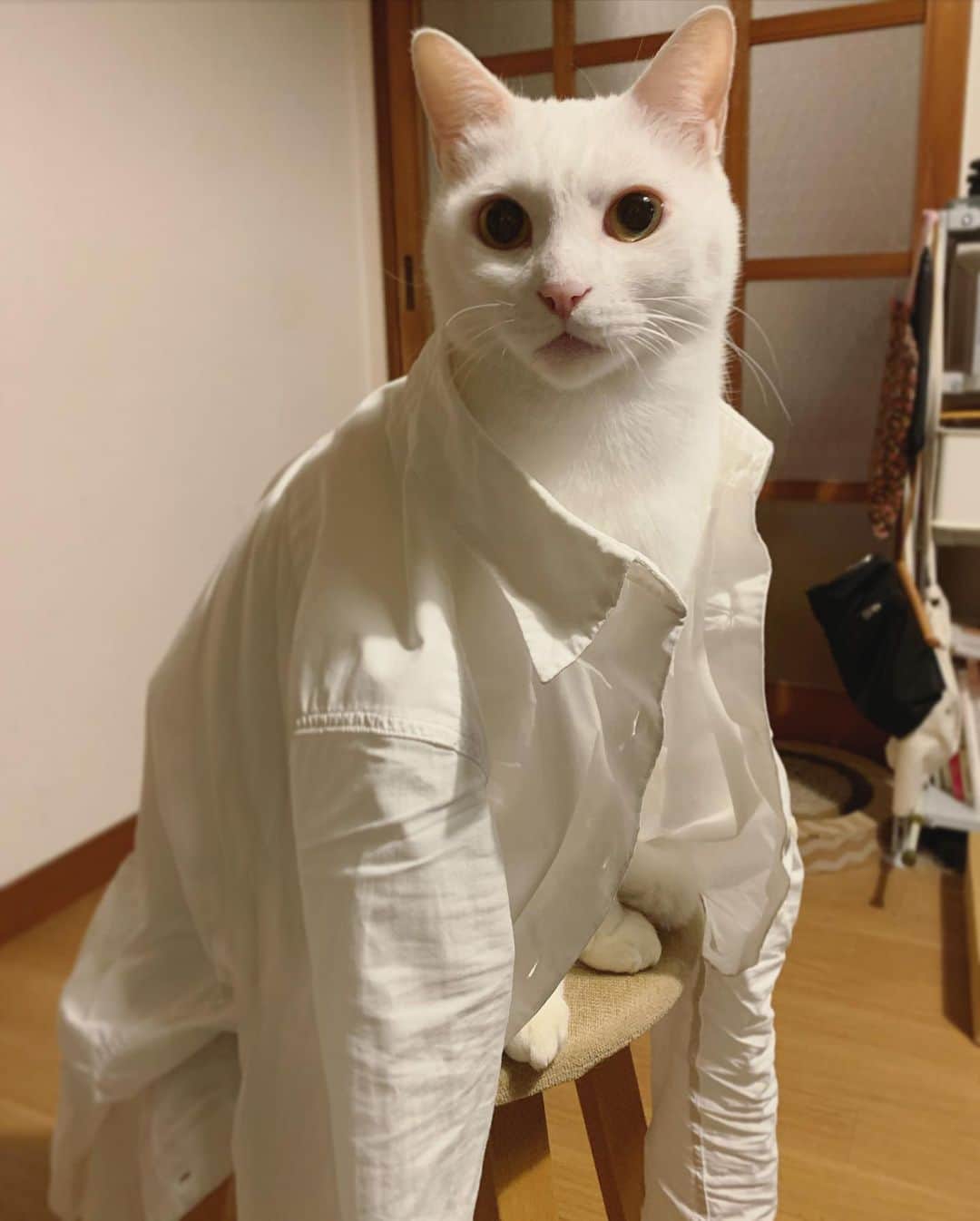 八、おこめさんのインスタグラム写真 - (八、おこめInstagram)「白いシャツ。 すっごいなで肩、もしくは首長族の人。 帰って着替えてたらジッと見てくるから…着たいんかな〜って思ってバイトのシャツ着せてみた٩( ᐛ )و #八おこめ #ねこ部 #cat #ねこ #猫 #ネコ」12月3日 20時09分 - naomiuno