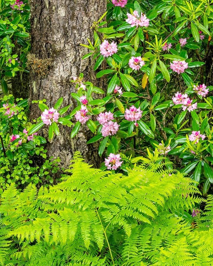 National Geographic Travelさんのインスタグラム写真 - (National Geographic TravelInstagram)「Photo by @stephen_matera / Wild Pacific rhododendrons bloom in the rain in late spring in Olympic National Forest. Wild rhododendrons grow prolifically in the understory of mid- and low-elevation forests of the eastern Olympic Peninsula and are the state flower of Washington. Follow me @stephen_matera for more images like this from Washington and around the world. #wildflowers #wildrhododendrons #forest」12月3日 20時38分 - natgeotravel