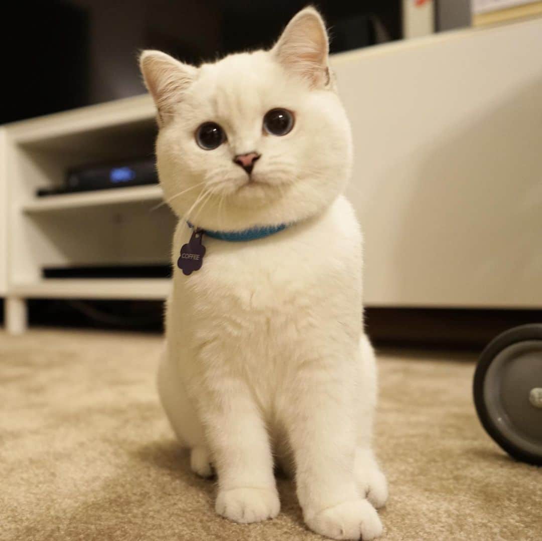 ミスター・ホワイトさんのインスタグラム写真 - (ミスター・ホワイトInstagram)「When I was a kitten 😽❤️」12月3日 20時40分 - white_coffee_cat