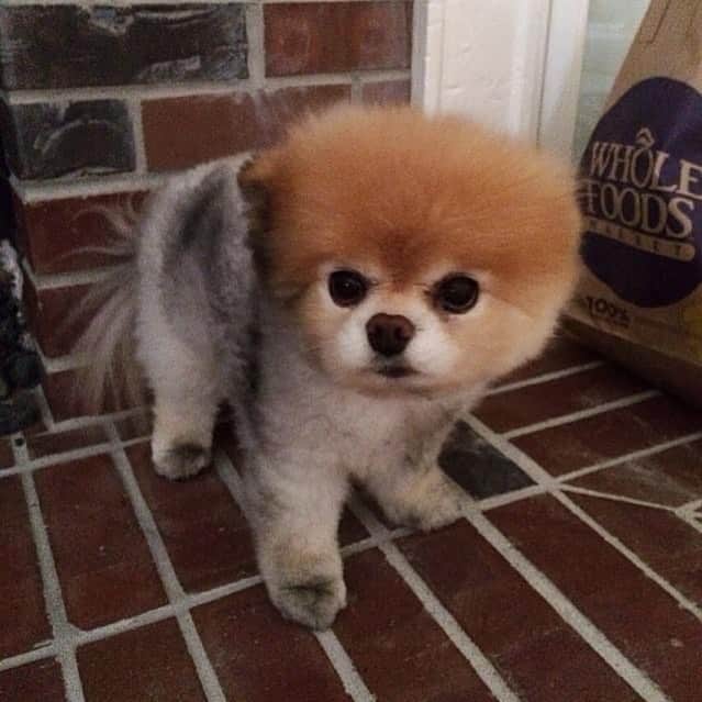 Buddy Boo Blueのインスタグラム：「This has been posted here multiple times, but today is the 7 year anniversary of when Boo decided to roll around in the fireplace.」