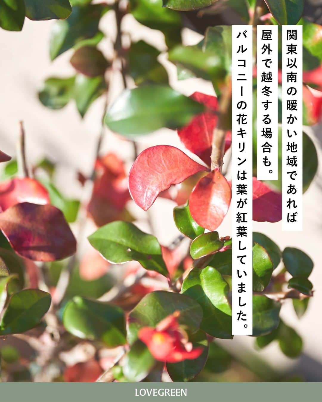 LOVEGREEN -植物と暮らしを豊かに。さんのインスタグラム写真 - (LOVEGREEN -植物と暮らしを豊かに。Instagram)「［編集部のバルコニーから］ . 植物をこよなく愛するLOVEGREEN編集部。 植物好きのユニークな編集部員が集まるオフィスのバルコニーでは多種多様な植物を育てています。 . そんな編集部の連載「#編集部のバルコニーから」 第4回目の本日は「花キリン」をお届けしていきます！ . . 紅色の小さなお花が可愛らしい「花キリン」。 どこか“和”を感じるような不思議な雰囲気を持っています。 実はマダガスカルが原産で、砂漠などの水が少なく厳しい環境に適応できるほど丈夫な植物。 寒さに当たると葉を落として休眠期に入りますが、関東以南の暖かい地域であれば屋外で越冬する場合があります。 開花期が長いため、お花を長く楽しめるのも嬉しいポイント◎ . 花キリンを剪定するときは、樹液に注意。皮膚がかぶれてしまう原因にもなりかねないので気を付けましょう！ . ちょうどバルコニーの花キリンは葉が紅葉していて、見ごたえもパワーアップ！ 毎日見ては癒されています。 . 花キリンの管理方法などの詳しい育て方はLOVEGREENにてご覧いただけます。 花キリンを育てている方、これから育ててみたいと考えている方はぜひ参考にしてみてください◎  第4回目「 #編集部のバルコニーから 」お楽しみいただけましたでしょうか？ 次回もお楽しみに！ . . . #植物 #植物好き #バルコニー #樹木 #花キリン #ユーフォルビア #剪定 #ベランダ #ベランダのある暮らし #ガーデニング #庭 #花壇 #多肉植物 #紅葉 #観葉植物 #観葉植物 #観葉植物のある暮らし #グリーンのある暮らし #緑のある生活 #観葉植物初心者 #植物のある暮らし #植物のある生活 #植物と暮らす #シンプルな暮らし #シンプルライフ #暮らしを楽しむ #日々の暮らし #暮らし」12月3日 21時00分 - lovegreen_official