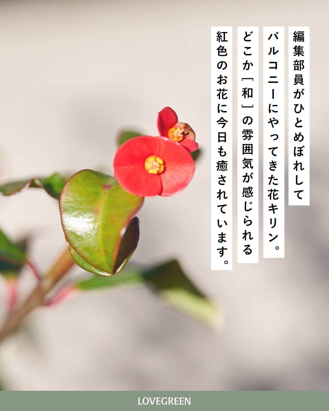 LOVEGREEN -植物と暮らしを豊かに。さんのインスタグラム写真 - (LOVEGREEN -植物と暮らしを豊かに。Instagram)「［編集部のバルコニーから］ . 植物をこよなく愛するLOVEGREEN編集部。 植物好きのユニークな編集部員が集まるオフィスのバルコニーでは多種多様な植物を育てています。 . そんな編集部の連載「#編集部のバルコニーから」 第4回目の本日は「花キリン」をお届けしていきます！ . . 紅色の小さなお花が可愛らしい「花キリン」。 どこか“和”を感じるような不思議な雰囲気を持っています。 実はマダガスカルが原産で、砂漠などの水が少なく厳しい環境に適応できるほど丈夫な植物。 寒さに当たると葉を落として休眠期に入りますが、関東以南の暖かい地域であれば屋外で越冬する場合があります。 開花期が長いため、お花を長く楽しめるのも嬉しいポイント◎ . 花キリンを剪定するときは、樹液に注意。皮膚がかぶれてしまう原因にもなりかねないので気を付けましょう！ . ちょうどバルコニーの花キリンは葉が紅葉していて、見ごたえもパワーアップ！ 毎日見ては癒されています。 . 花キリンの管理方法などの詳しい育て方はLOVEGREENにてご覧いただけます。 花キリンを育てている方、これから育ててみたいと考えている方はぜひ参考にしてみてください◎  第4回目「 #編集部のバルコニーから 」お楽しみいただけましたでしょうか？ 次回もお楽しみに！ . . . #植物 #植物好き #バルコニー #樹木 #花キリン #ユーフォルビア #剪定 #ベランダ #ベランダのある暮らし #ガーデニング #庭 #花壇 #多肉植物 #紅葉 #観葉植物 #観葉植物 #観葉植物のある暮らし #グリーンのある暮らし #緑のある生活 #観葉植物初心者 #植物のある暮らし #植物のある生活 #植物と暮らす #シンプルな暮らし #シンプルライフ #暮らしを楽しむ #日々の暮らし #暮らし」12月3日 21時00分 - lovegreen_official