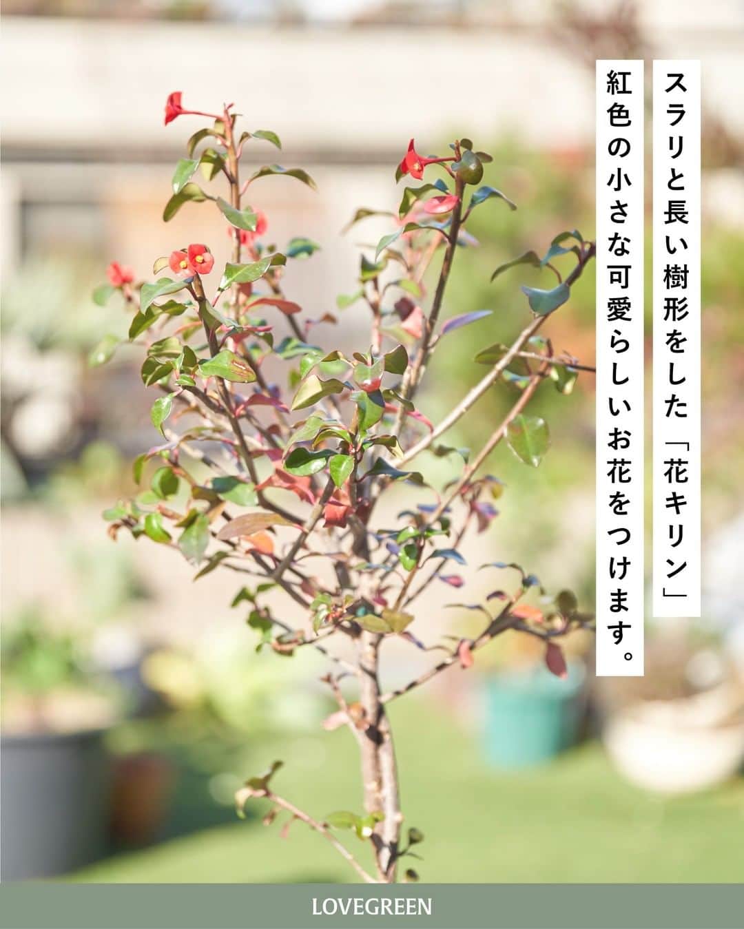 LOVEGREEN -植物と暮らしを豊かに。さんのインスタグラム写真 - (LOVEGREEN -植物と暮らしを豊かに。Instagram)「［編集部のバルコニーから］ . 植物をこよなく愛するLOVEGREEN編集部。 植物好きのユニークな編集部員が集まるオフィスのバルコニーでは多種多様な植物を育てています。 . そんな編集部の連載「#編集部のバルコニーから」 第4回目の本日は「花キリン」をお届けしていきます！ . . 紅色の小さなお花が可愛らしい「花キリン」。 どこか“和”を感じるような不思議な雰囲気を持っています。 実はマダガスカルが原産で、砂漠などの水が少なく厳しい環境に適応できるほど丈夫な植物。 寒さに当たると葉を落として休眠期に入りますが、関東以南の暖かい地域であれば屋外で越冬する場合があります。 開花期が長いため、お花を長く楽しめるのも嬉しいポイント◎ . 花キリンを剪定するときは、樹液に注意。皮膚がかぶれてしまう原因にもなりかねないので気を付けましょう！ . ちょうどバルコニーの花キリンは葉が紅葉していて、見ごたえもパワーアップ！ 毎日見ては癒されています。 . 花キリンの管理方法などの詳しい育て方はLOVEGREENにてご覧いただけます。 花キリンを育てている方、これから育ててみたいと考えている方はぜひ参考にしてみてください◎  第4回目「 #編集部のバルコニーから 」お楽しみいただけましたでしょうか？ 次回もお楽しみに！ . . . #植物 #植物好き #バルコニー #樹木 #花キリン #ユーフォルビア #剪定 #ベランダ #ベランダのある暮らし #ガーデニング #庭 #花壇 #多肉植物 #紅葉 #観葉植物 #観葉植物 #観葉植物のある暮らし #グリーンのある暮らし #緑のある生活 #観葉植物初心者 #植物のある暮らし #植物のある生活 #植物と暮らす #シンプルな暮らし #シンプルライフ #暮らしを楽しむ #日々の暮らし #暮らし」12月3日 21時00分 - lovegreen_official