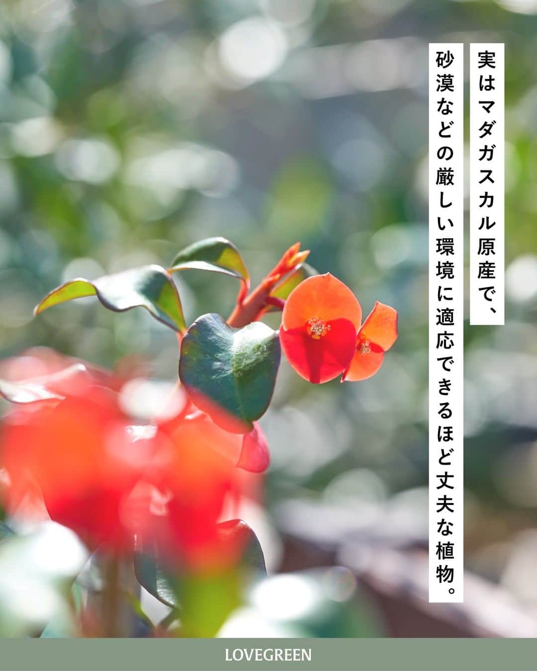 LOVEGREEN -植物と暮らしを豊かに。さんのインスタグラム写真 - (LOVEGREEN -植物と暮らしを豊かに。Instagram)「［編集部のバルコニーから］ . 植物をこよなく愛するLOVEGREEN編集部。 植物好きのユニークな編集部員が集まるオフィスのバルコニーでは多種多様な植物を育てています。 . そんな編集部の連載「#編集部のバルコニーから」 第4回目の本日は「花キリン」をお届けしていきます！ . . 紅色の小さなお花が可愛らしい「花キリン」。 どこか“和”を感じるような不思議な雰囲気を持っています。 実はマダガスカルが原産で、砂漠などの水が少なく厳しい環境に適応できるほど丈夫な植物。 寒さに当たると葉を落として休眠期に入りますが、関東以南の暖かい地域であれば屋外で越冬する場合があります。 開花期が長いため、お花を長く楽しめるのも嬉しいポイント◎ . 花キリンを剪定するときは、樹液に注意。皮膚がかぶれてしまう原因にもなりかねないので気を付けましょう！ . ちょうどバルコニーの花キリンは葉が紅葉していて、見ごたえもパワーアップ！ 毎日見ては癒されています。 . 花キリンの管理方法などの詳しい育て方はLOVEGREENにてご覧いただけます。 花キリンを育てている方、これから育ててみたいと考えている方はぜひ参考にしてみてください◎  第4回目「 #編集部のバルコニーから 」お楽しみいただけましたでしょうか？ 次回もお楽しみに！ . . . #植物 #植物好き #バルコニー #樹木 #花キリン #ユーフォルビア #剪定 #ベランダ #ベランダのある暮らし #ガーデニング #庭 #花壇 #多肉植物 #紅葉 #観葉植物 #観葉植物 #観葉植物のある暮らし #グリーンのある暮らし #緑のある生活 #観葉植物初心者 #植物のある暮らし #植物のある生活 #植物と暮らす #シンプルな暮らし #シンプルライフ #暮らしを楽しむ #日々の暮らし #暮らし」12月3日 21時00分 - lovegreen_official