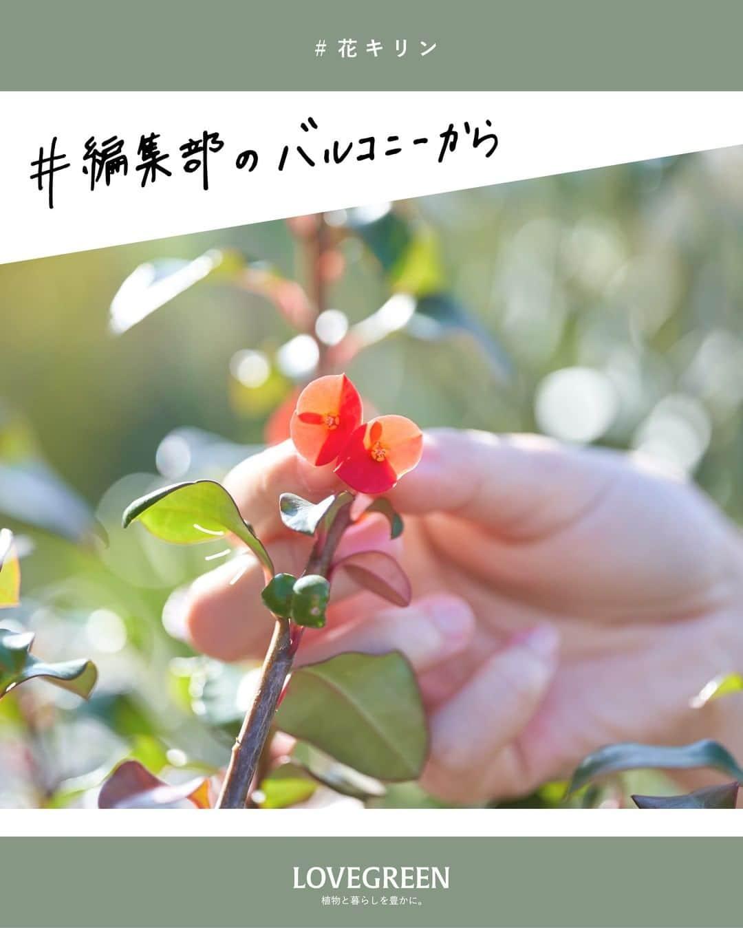 LOVEGREEN -植物と暮らしを豊かに。のインスタグラム