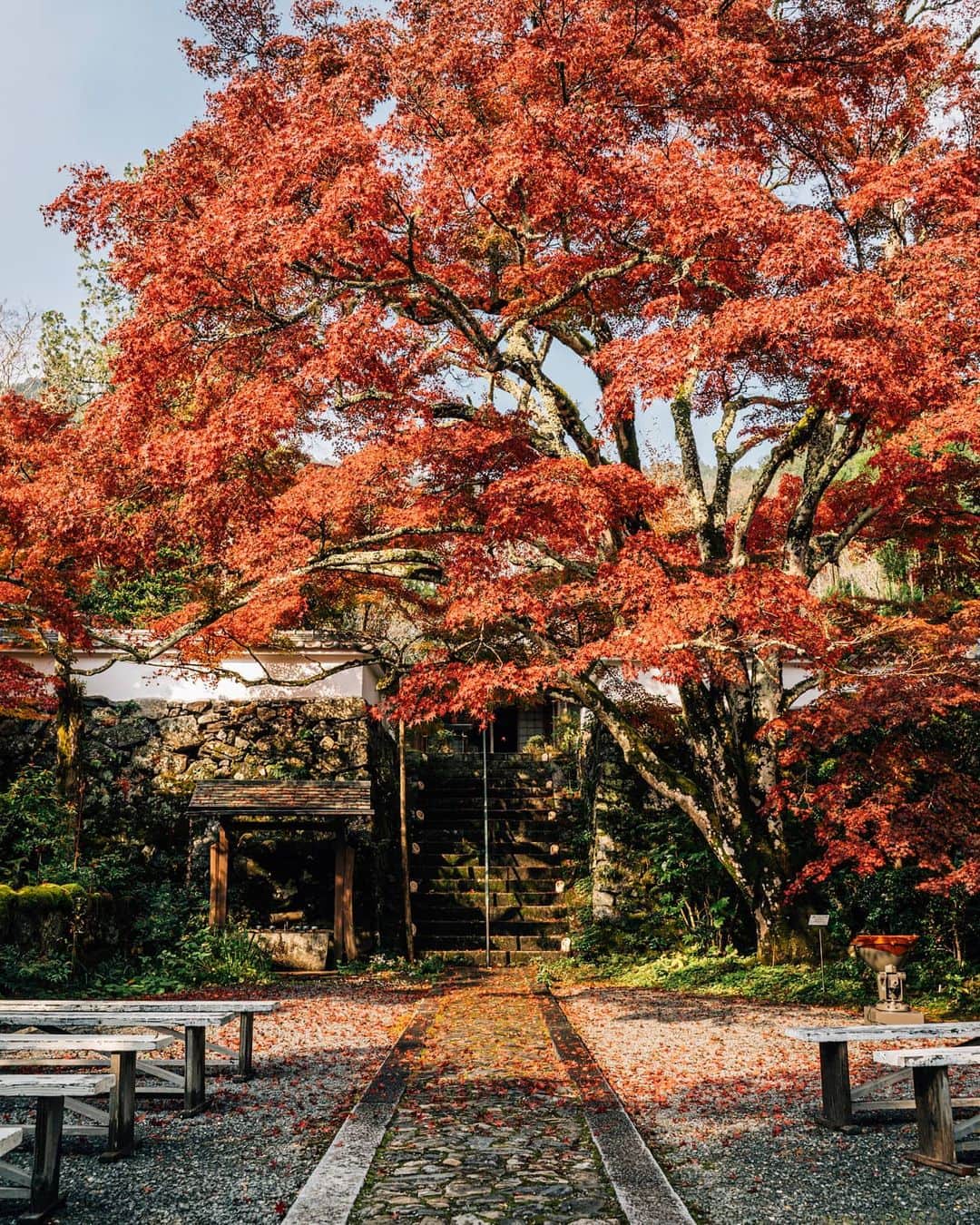 京都いいとこフォトのインスタグラム：「. 樹齢400年の歴史を誇るイロハモミジは、 今年も見事な紅葉を見せてくれました。 . The 400-year-old Irohamomiji showed us the beautiful autumn leaves again this year. .  . . Date : 2020.11.8 Location : #神蔵寺 #Jinzoji Photo : @hino0117 .」