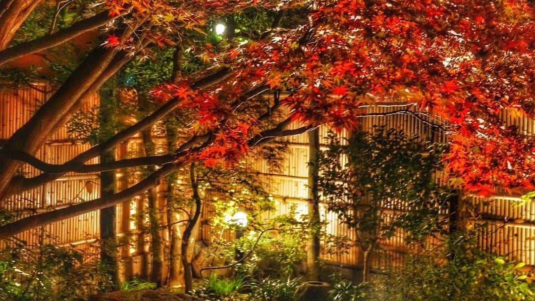佐々木洋平さんのインスタグラム写真 - (佐々木洋平Instagram)「今年も庭の紅葉が真っ赤なりました🍁  #庭  #庭づくり  #紅葉」12月3日 21時16分 - panicrew_yohey