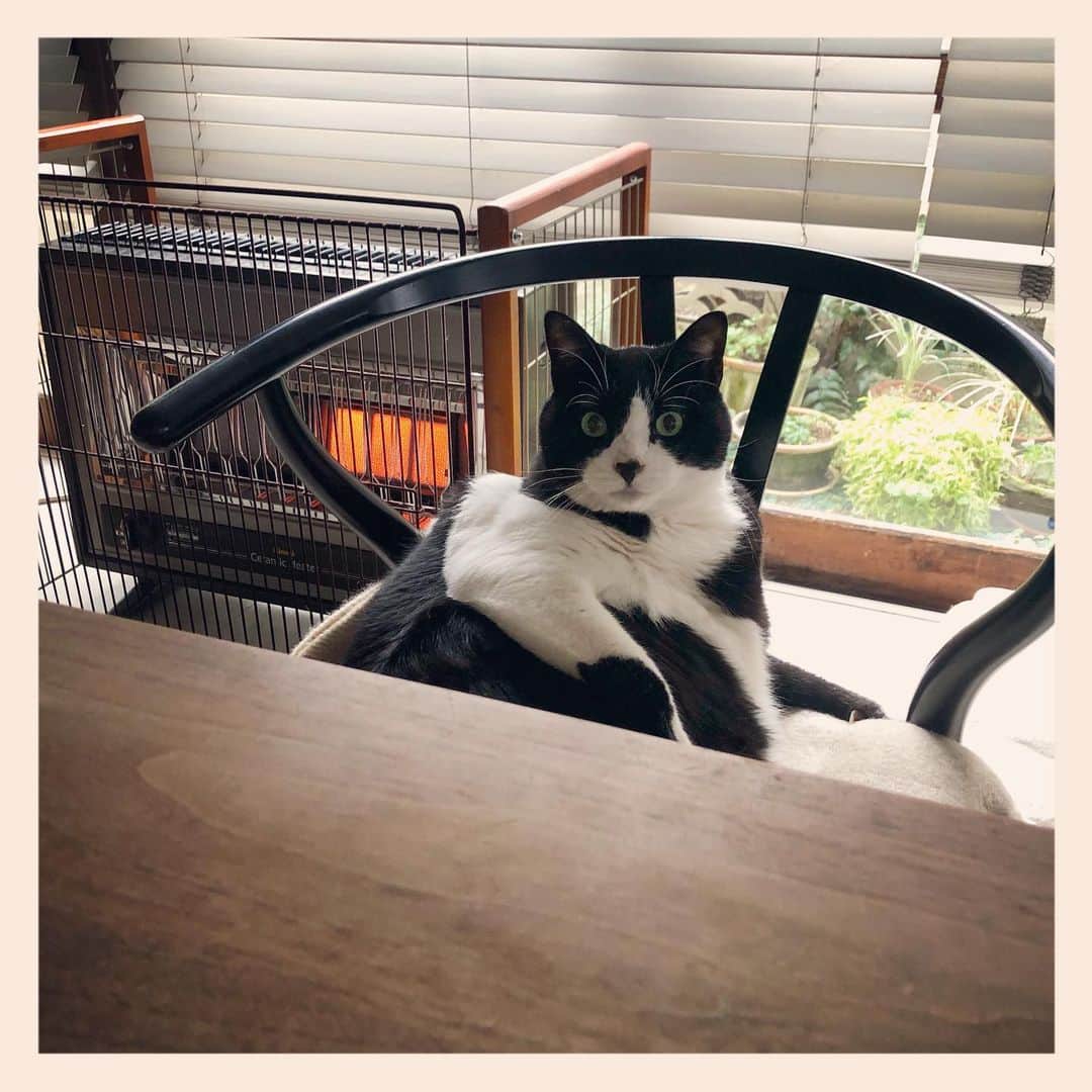 パンといっぴきのインスタグラム：「#元保護猫 #ハチワレ #白黒猫 #blackandwhitecat #tuxedocat」
