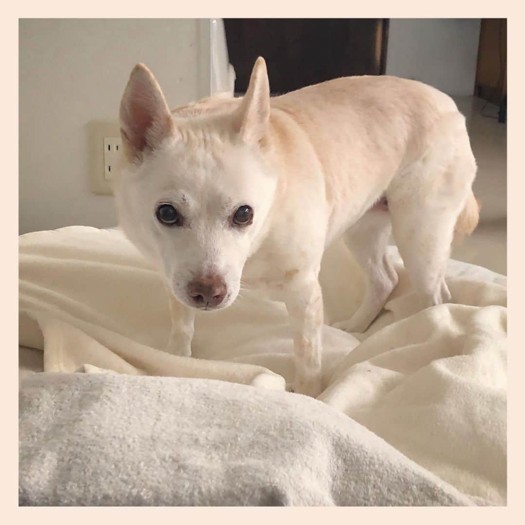 パンといっぴきのインスタグラム：「#元保護犬 #雑種犬 #crossbreed #mixdog #キップル14歳」