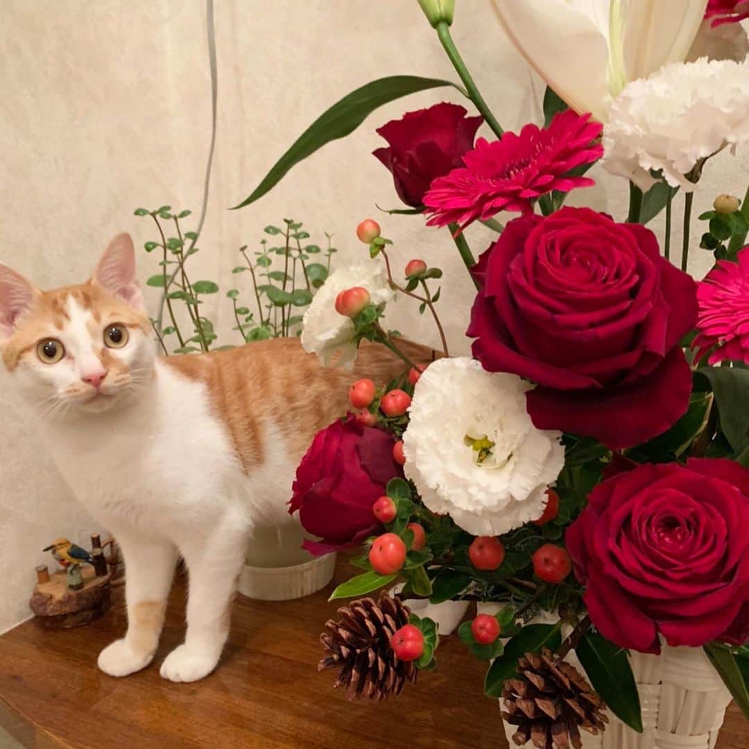 リンさんのインスタグラム写真 - (リンInstagram)「おばあちゃんのお誕生日にお花を贈りました。 #花と猫 良き✨ 個人的に3枚目がツボ。笑」12月3日 21時44分 - lynn.06.01