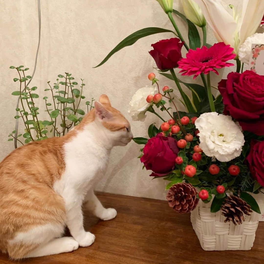 リンさんのインスタグラム写真 - (リンInstagram)「おばあちゃんのお誕生日にお花を贈りました。 #花と猫 良き✨ 個人的に3枚目がツボ。笑」12月3日 21時44分 - lynn.06.01