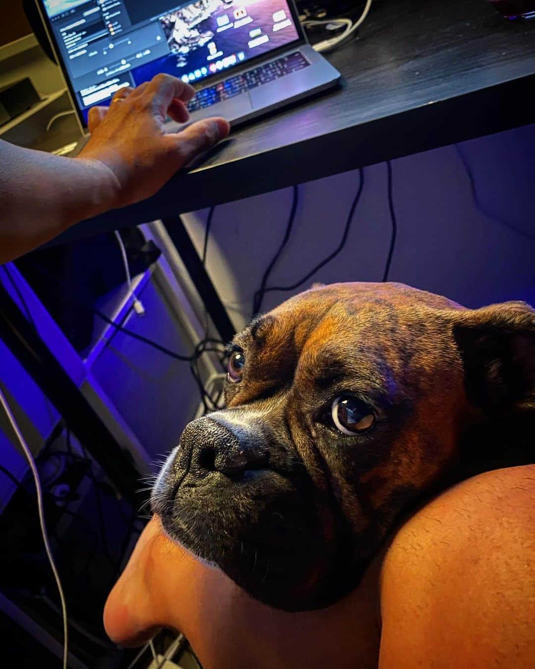 土井雪広のインスタグラム：「チーズおやつにYouTubeの台本作ってると、この様子。チーズくれと。  #boxerdog」