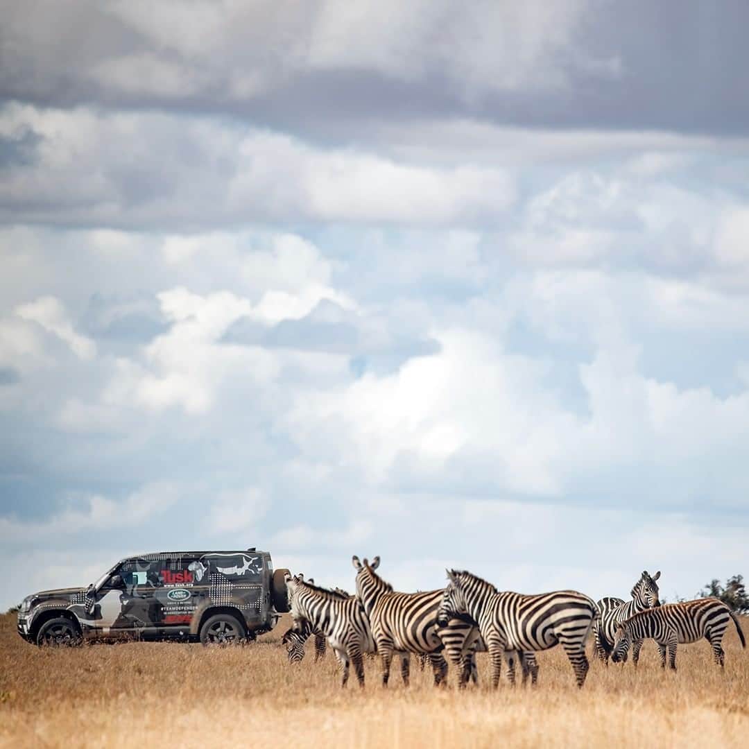 Land Roverさんのインスタグラム写真 - (Land RoverInstagram)「Extinction, loss of habitat and human-wildlife conflict? #NotOnTheirWatch. #LandRover is pleased to be part of the #TuskAwards on 3rd December, a virtual celebration of Africa’s conservation heroes. Please donate to support their work and watch with us via visiting: www.tuskawards.com/2020 or via the link in our bio. #NotOnTheirWatch #ForAllTheyDo @tusk_org」12月3日 21時50分 - landrover