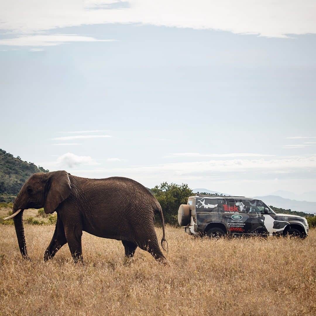 Land Roverさんのインスタグラム写真 - (Land RoverInstagram)「Extinction, loss of habitat and human-wildlife conflict? #NotOnTheirWatch. #LandRover is pleased to be part of the #TuskAwards on 3rd December, a virtual celebration of Africa’s conservation heroes. Please donate to support their work and watch with us via visiting: www.tuskawards.com/2020 or via the link in our bio. #NotOnTheirWatch #ForAllTheyDo @tusk_org」12月3日 21時50分 - landrover