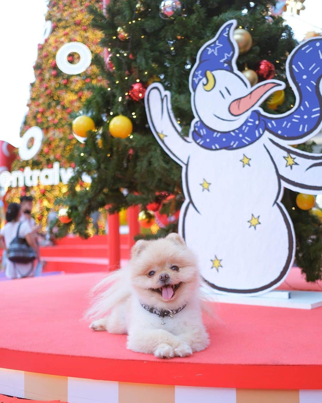 むじさまさんのインスタグラム写真 - (むじさまInstagram)「ในหนึ่งปีเรามีวัน Christmas 🎄 เทศกาลความสุขของใครหลายคนแค่หนึ่งวัน 🤫  แต่ในทุกวันที่เรามีน้องหมาน้องแมวเหมือนเราได้มีเทศกาลความสุขทุกวัน 🥰💕 #christmas #mujisama #mumaru」12月3日 21時52分 - mujisama