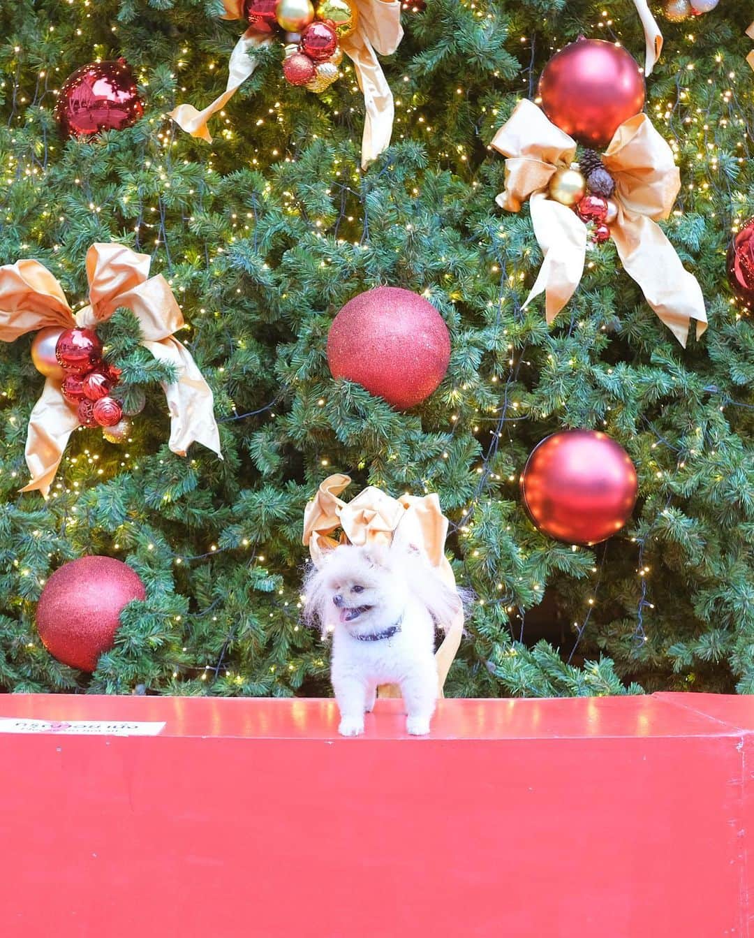 むじさまさんのインスタグラム写真 - (むじさまInstagram)「ในหนึ่งปีเรามีวัน Christmas 🎄 เทศกาลความสุขของใครหลายคนแค่หนึ่งวัน 🤫  แต่ในทุกวันที่เรามีน้องหมาน้องแมวเหมือนเราได้มีเทศกาลความสุขทุกวัน 🥰💕 #christmas #mujisama #mumaru」12月3日 21時52分 - mujisama
