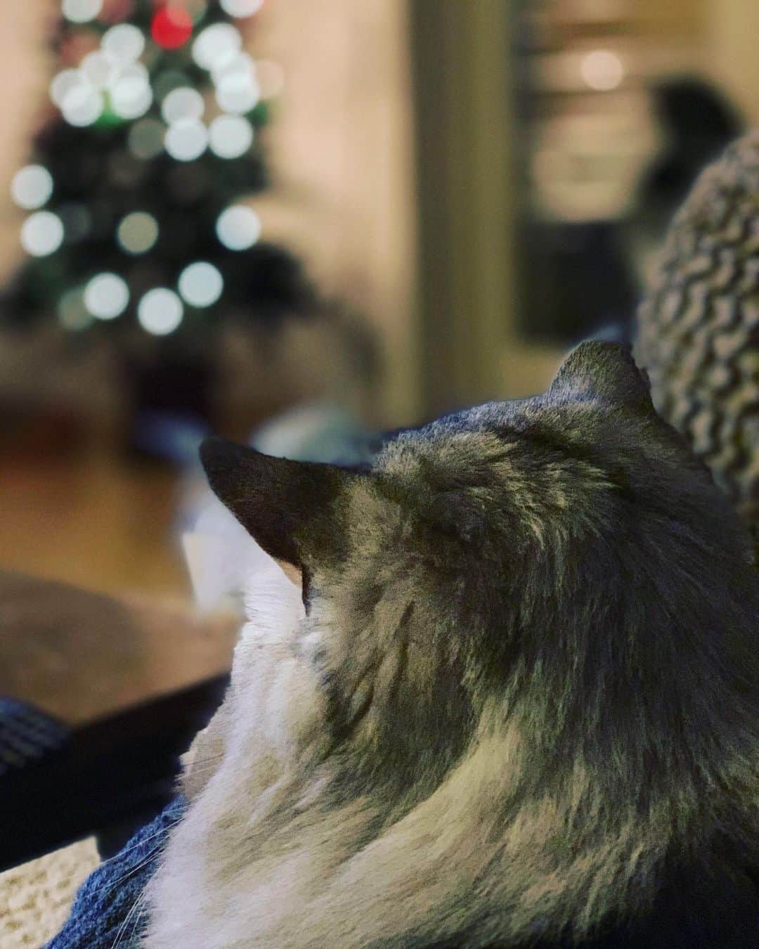 奥菜恵さんのインスタグラム写真 - (奥菜恵Instagram)「ツリーを眺める子🎄 膝にいてくれるからあったかい。  #cat #猫 #クリスマスツリー」12月3日 22時07分 - megumi_okina